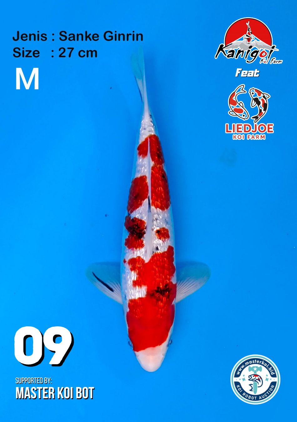 Lelang Koi Online, Jual Beli Ikan Koi, Pusat Jual Beli Koi, Info Lelang Koi Hari Ini, Platform Jual Beli Koi, Jual Beli Ikan Koi Online, Marketplace Ikan Koi, Jual Koi Terbaik, Tempat Beli Koi Berkualitas, Pasar Ikan Koi Online Terpercaya, Penjual Ikan Koi Terpercaya, Beli Koi Hias Online, Ikan Koi untuk Dijual, Koi Kualitas Terbaik, Toko Online Ikan Koi, Koi Hias Untuk Dijual, Jual Beli Ikan Koi Lokal, Koi Indonesia Online, Pusat Jual Beli Koi Terbesar