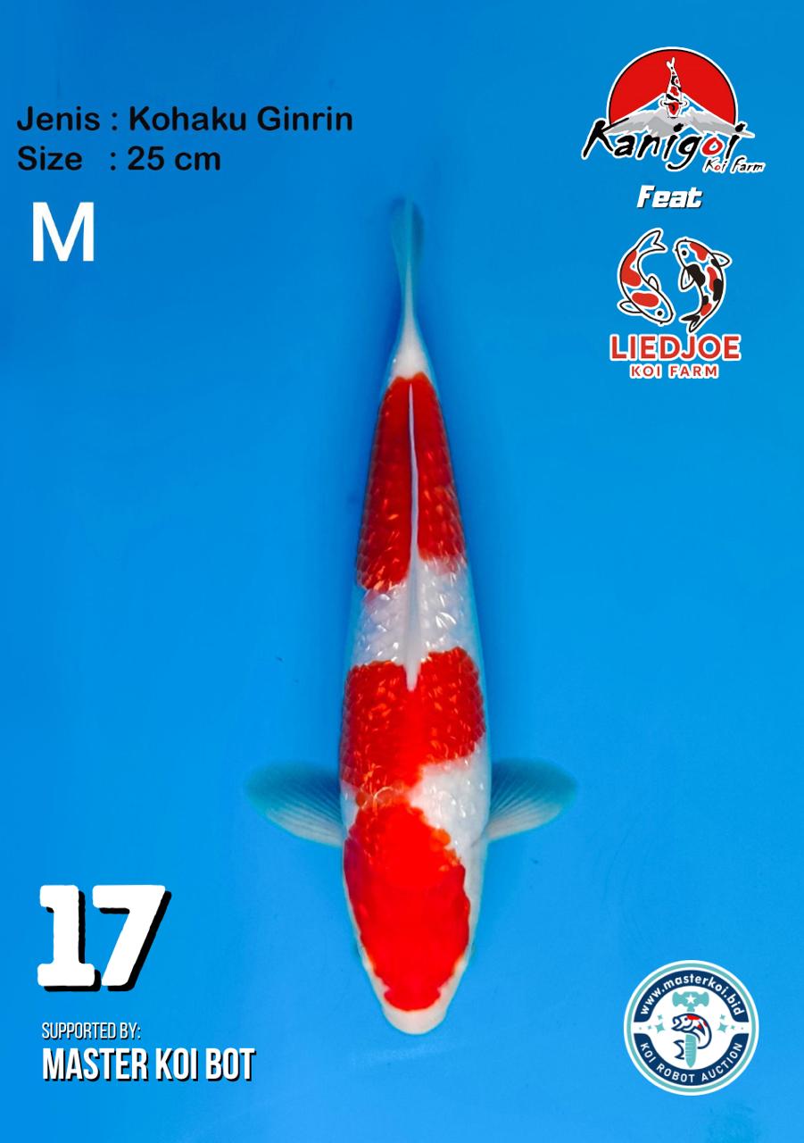 Lelang Koi Online, Jual Beli Ikan Koi, Pusat Jual Beli Koi, Info Lelang Koi Hari Ini, Platform Jual Beli Koi, Jual Beli Ikan Koi Online, Marketplace Ikan Koi, Jual Koi Terbaik, Tempat Beli Koi Berkualitas, Pasar Ikan Koi Online Terpercaya, Penjual Ikan Koi Terpercaya, Beli Koi Hias Online, Ikan Koi untuk Dijual, Koi Kualitas Terbaik, Toko Online Ikan Koi, Koi Hias Untuk Dijual, Jual Beli Ikan Koi Lokal, Koi Indonesia Online, Pusat Jual Beli Koi Terbesar