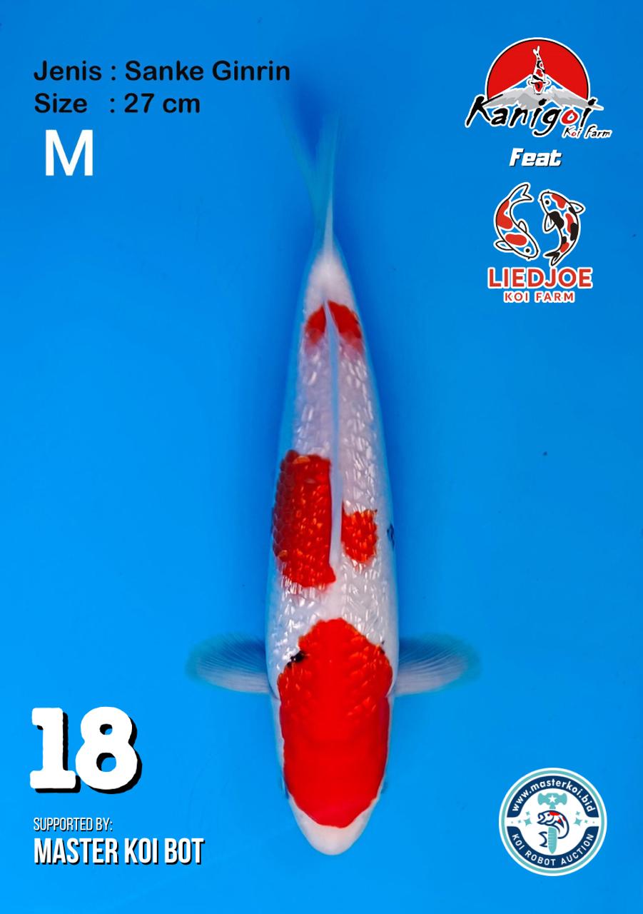 Lelang Koi Online, Jual Beli Ikan Koi, Pusat Jual Beli Koi, Info Lelang Koi Hari Ini, Platform Jual Beli Koi, Jual Beli Ikan Koi Online, Marketplace Ikan Koi, Jual Koi Terbaik, Tempat Beli Koi Berkualitas, Pasar Ikan Koi Online Terpercaya, Penjual Ikan Koi Terpercaya, Beli Koi Hias Online, Ikan Koi untuk Dijual, Koi Kualitas Terbaik, Toko Online Ikan Koi, Koi Hias Untuk Dijual, Jual Beli Ikan Koi Lokal, Koi Indonesia Online, Pusat Jual Beli Koi Terbesar