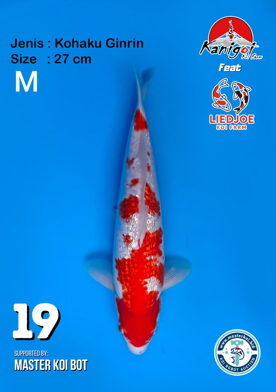 Lelang Koi Online, Jual Beli Ikan Koi, Pusat Jual Beli Koi, Info Lelang Koi Hari Ini, Platform Jual Beli Koi, Jual Beli Ikan Koi Online, Marketplace Ikan Koi, Jual Koi Terbaik, Tempat Beli Koi Berkualitas, Pasar Ikan Koi Online Terpercaya, Penjual Ikan Koi Terpercaya, Beli Koi Hias Online, Ikan Koi untuk Dijual, Koi Kualitas Terbaik, Toko Online Ikan Koi, Koi Hias Untuk Dijual, Jual Beli Ikan Koi Lokal, Koi Indonesia Online, Pusat Jual Beli Koi Terbesar