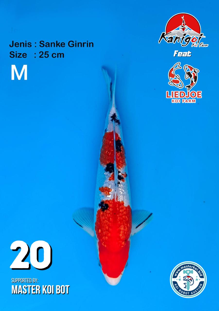 Lelang Koi Online, Jual Beli Ikan Koi, Pusat Jual Beli Koi, Info Lelang Koi Hari Ini, Platform Jual Beli Koi, Jual Beli Ikan Koi Online, Marketplace Ikan Koi, Jual Koi Terbaik, Tempat Beli Koi Berkualitas, Pasar Ikan Koi Online Terpercaya, Penjual Ikan Koi Terpercaya, Beli Koi Hias Online, Ikan Koi untuk Dijual, Koi Kualitas Terbaik, Toko Online Ikan Koi, Koi Hias Untuk Dijual, Jual Beli Ikan Koi Lokal, Koi Indonesia Online, Pusat Jual Beli Koi Terbesar