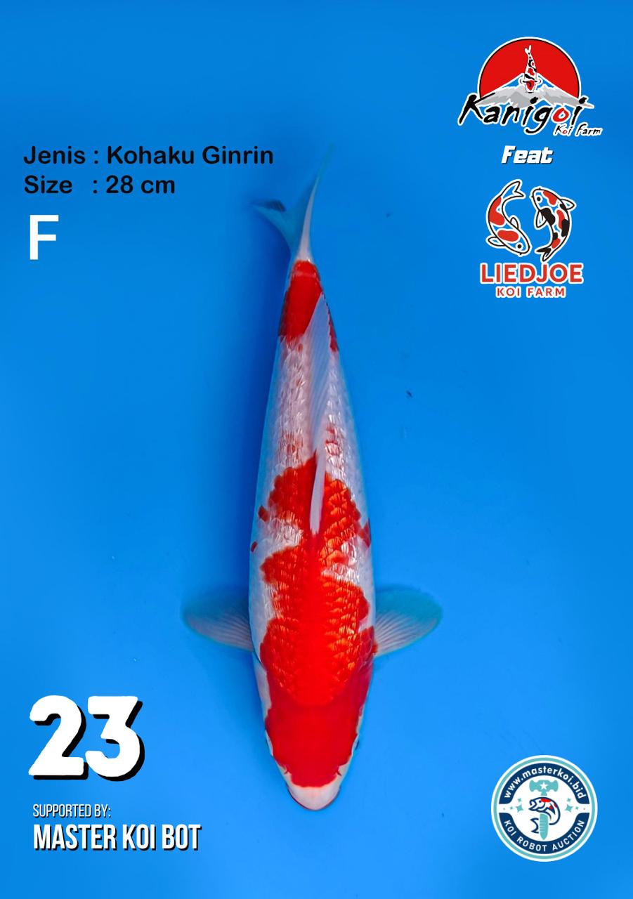 Lelang Koi Online, Jual Beli Ikan Koi, Pusat Jual Beli Koi, Info Lelang Koi Hari Ini, Platform Jual Beli Koi, Jual Beli Ikan Koi Online, Marketplace Ikan Koi, Jual Koi Terbaik, Tempat Beli Koi Berkualitas, Pasar Ikan Koi Online Terpercaya, Penjual Ikan Koi Terpercaya, Beli Koi Hias Online, Ikan Koi untuk Dijual, Koi Kualitas Terbaik, Toko Online Ikan Koi, Koi Hias Untuk Dijual, Jual Beli Ikan Koi Lokal, Koi Indonesia Online, Pusat Jual Beli Koi Terbesar