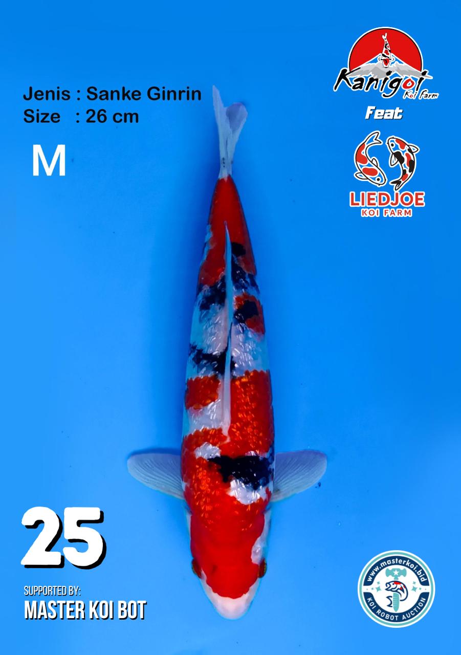 Lelang Koi Online, Jual Beli Ikan Koi, Pusat Jual Beli Koi, Info Lelang Koi Hari Ini, Platform Jual Beli Koi, Jual Beli Ikan Koi Online, Marketplace Ikan Koi, Jual Koi Terbaik, Tempat Beli Koi Berkualitas, Pasar Ikan Koi Online Terpercaya, Penjual Ikan Koi Terpercaya, Beli Koi Hias Online, Ikan Koi untuk Dijual, Koi Kualitas Terbaik, Toko Online Ikan Koi, Koi Hias Untuk Dijual, Jual Beli Ikan Koi Lokal, Koi Indonesia Online, Pusat Jual Beli Koi Terbesar