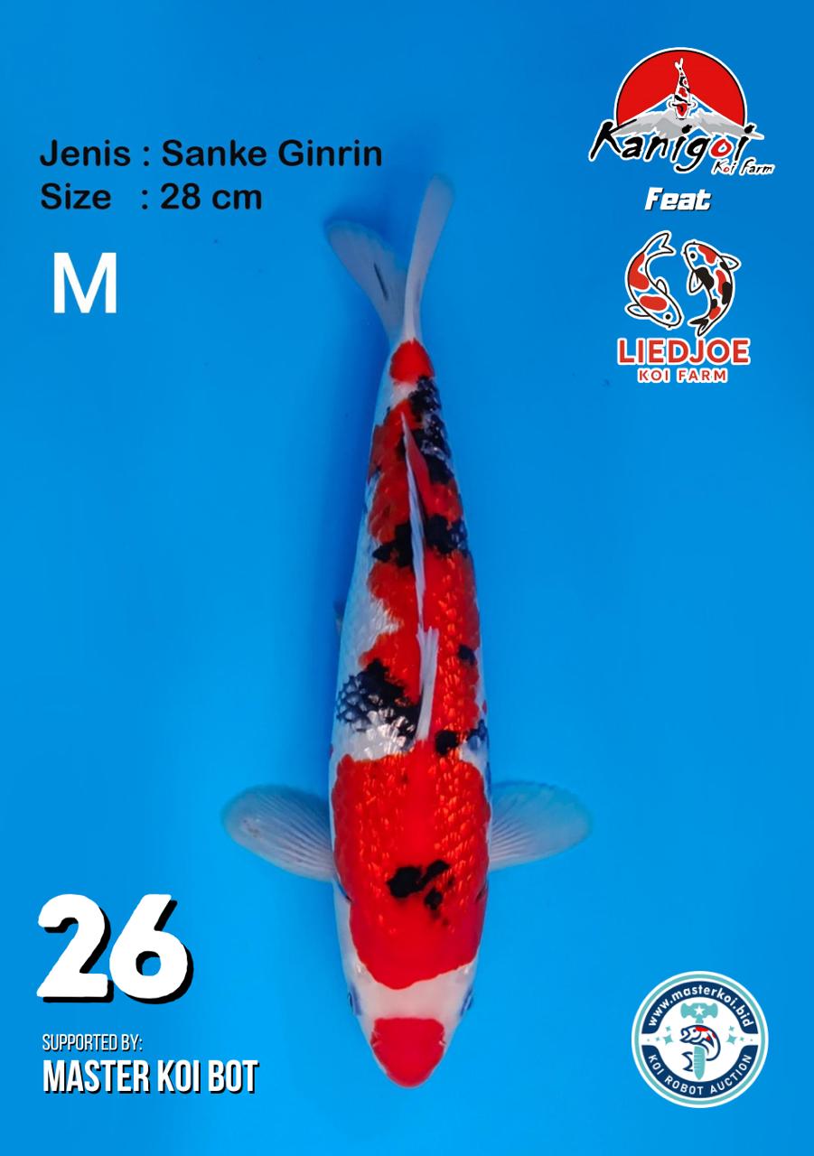 Lelang Koi Online, Jual Beli Ikan Koi, Pusat Jual Beli Koi, Info Lelang Koi Hari Ini, Platform Jual Beli Koi, Jual Beli Ikan Koi Online, Marketplace Ikan Koi, Jual Koi Terbaik, Tempat Beli Koi Berkualitas, Pasar Ikan Koi Online Terpercaya, Penjual Ikan Koi Terpercaya, Beli Koi Hias Online, Ikan Koi untuk Dijual, Koi Kualitas Terbaik, Toko Online Ikan Koi, Koi Hias Untuk Dijual, Jual Beli Ikan Koi Lokal, Koi Indonesia Online, Pusat Jual Beli Koi Terbesar