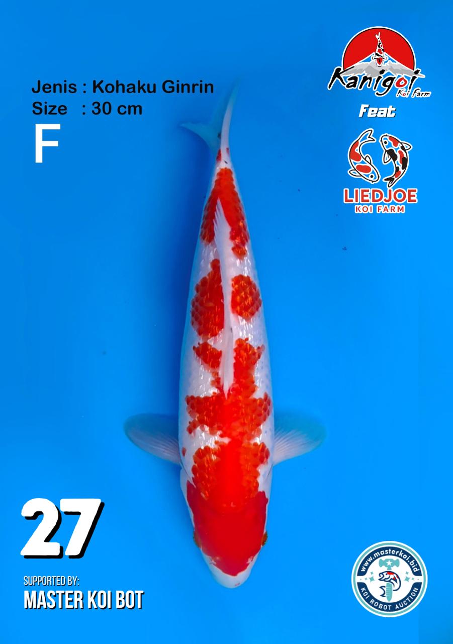 Lelang Koi Online, Jual Beli Ikan Koi, Pusat Jual Beli Koi, Info Lelang Koi Hari Ini, Platform Jual Beli Koi, Jual Beli Ikan Koi Online, Marketplace Ikan Koi, Jual Koi Terbaik, Tempat Beli Koi Berkualitas, Pasar Ikan Koi Online Terpercaya, Penjual Ikan Koi Terpercaya, Beli Koi Hias Online, Ikan Koi untuk Dijual, Koi Kualitas Terbaik, Toko Online Ikan Koi, Koi Hias Untuk Dijual, Jual Beli Ikan Koi Lokal, Koi Indonesia Online, Pusat Jual Beli Koi Terbesar
