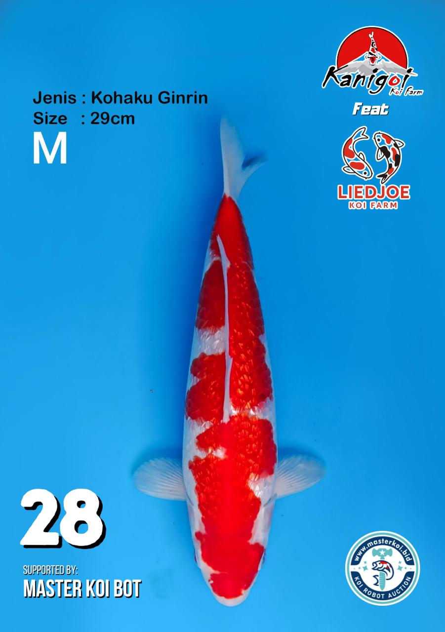 Lelang Koi Online, Jual Beli Ikan Koi, Pusat Jual Beli Koi, Info Lelang Koi Hari Ini, Platform Jual Beli Koi, Jual Beli Ikan Koi Online, Marketplace Ikan Koi, Jual Koi Terbaik, Tempat Beli Koi Berkualitas, Pasar Ikan Koi Online Terpercaya, Penjual Ikan Koi Terpercaya, Beli Koi Hias Online, Ikan Koi untuk Dijual, Koi Kualitas Terbaik, Toko Online Ikan Koi, Koi Hias Untuk Dijual, Jual Beli Ikan Koi Lokal, Koi Indonesia Online, Pusat Jual Beli Koi Terbesar