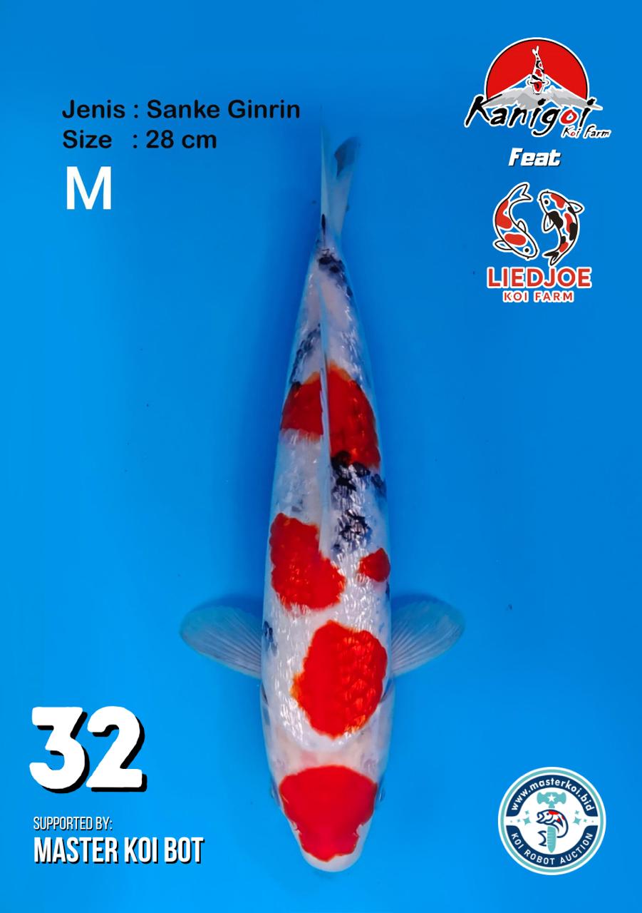 Lelang Koi Online, Jual Beli Ikan Koi, Pusat Jual Beli Koi, Info Lelang Koi Hari Ini, Platform Jual Beli Koi, Jual Beli Ikan Koi Online, Marketplace Ikan Koi, Jual Koi Terbaik, Tempat Beli Koi Berkualitas, Pasar Ikan Koi Online Terpercaya, Penjual Ikan Koi Terpercaya, Beli Koi Hias Online, Ikan Koi untuk Dijual, Koi Kualitas Terbaik, Toko Online Ikan Koi, Koi Hias Untuk Dijual, Jual Beli Ikan Koi Lokal, Koi Indonesia Online, Pusat Jual Beli Koi Terbesar