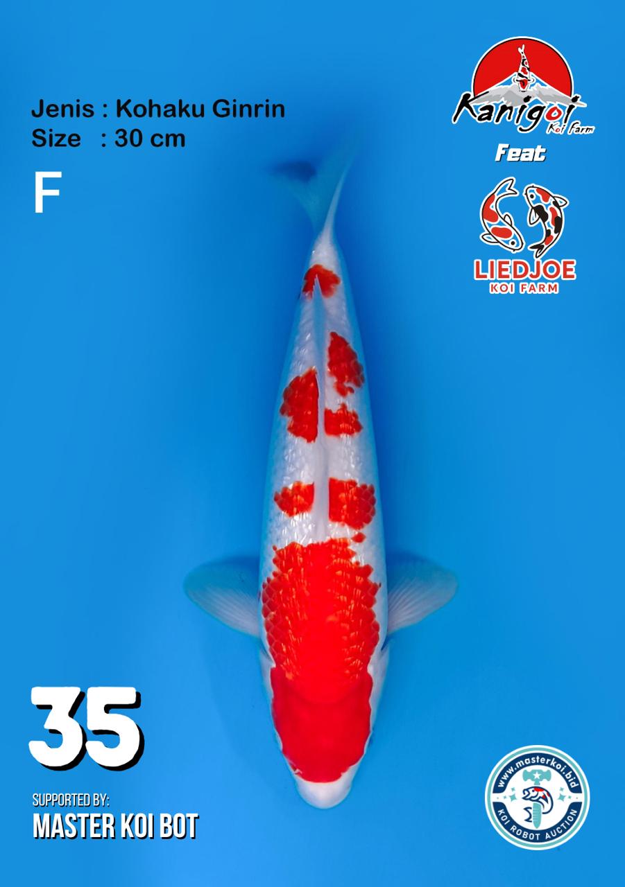 Lelang Koi Online, Jual Beli Ikan Koi, Pusat Jual Beli Koi, Info Lelang Koi Hari Ini, Platform Jual Beli Koi, Jual Beli Ikan Koi Online, Marketplace Ikan Koi, Jual Koi Terbaik, Tempat Beli Koi Berkualitas, Pasar Ikan Koi Online Terpercaya, Penjual Ikan Koi Terpercaya, Beli Koi Hias Online, Ikan Koi untuk Dijual, Koi Kualitas Terbaik, Toko Online Ikan Koi, Koi Hias Untuk Dijual, Jual Beli Ikan Koi Lokal, Koi Indonesia Online, Pusat Jual Beli Koi Terbesar