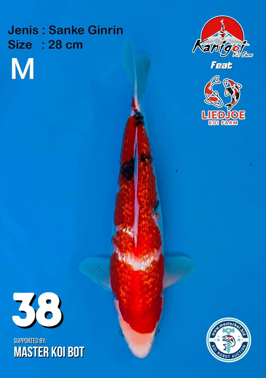 Lelang Koi Online, Jual Beli Ikan Koi, Pusat Jual Beli Koi, Info Lelang Koi Hari Ini, Platform Jual Beli Koi, Jual Beli Ikan Koi Online, Marketplace Ikan Koi, Jual Koi Terbaik, Tempat Beli Koi Berkualitas, Pasar Ikan Koi Online Terpercaya, Penjual Ikan Koi Terpercaya, Beli Koi Hias Online, Ikan Koi untuk Dijual, Koi Kualitas Terbaik, Toko Online Ikan Koi, Koi Hias Untuk Dijual, Jual Beli Ikan Koi Lokal, Koi Indonesia Online, Pusat Jual Beli Koi Terbesar
