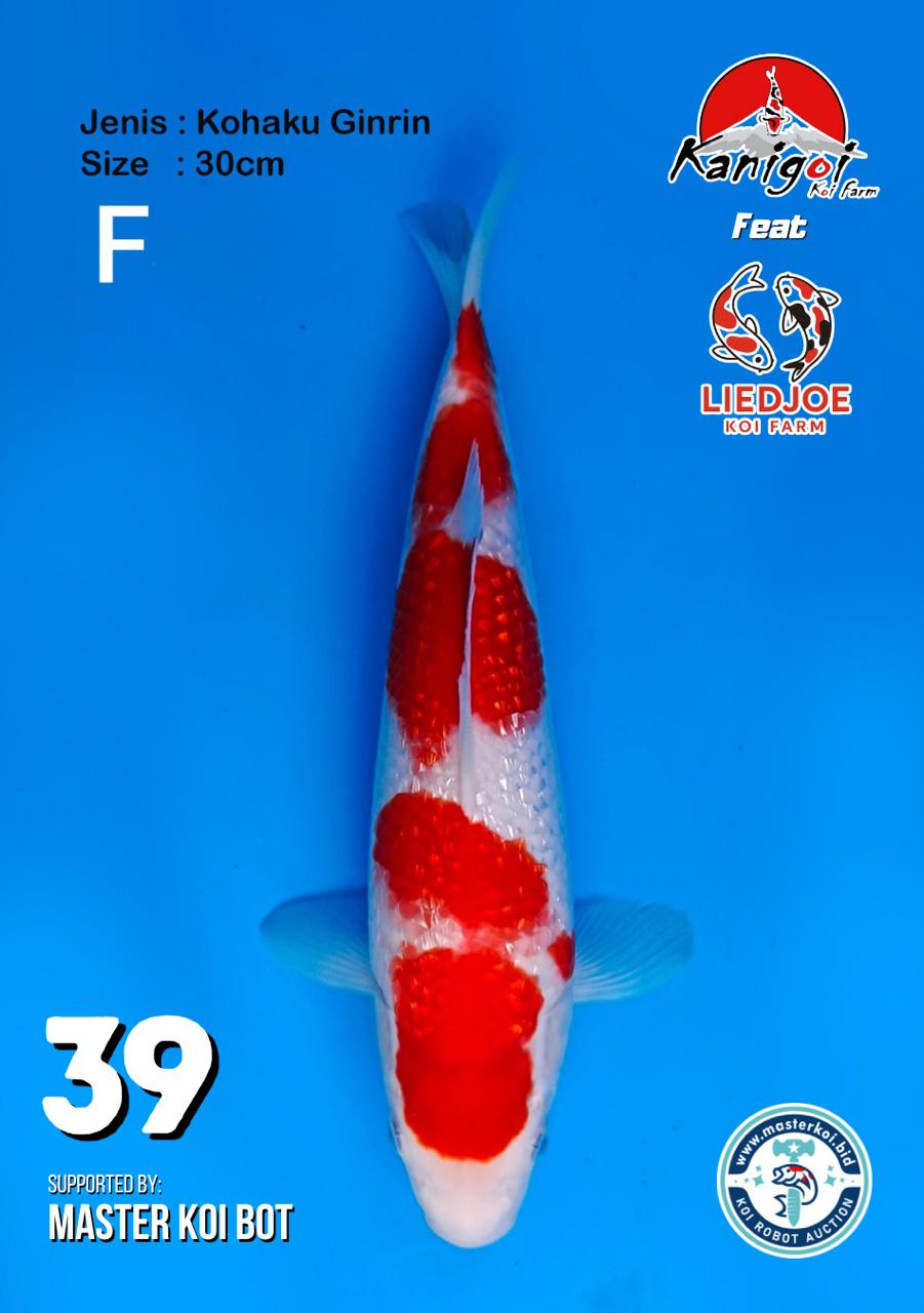 Lelang Koi Online, Jual Beli Ikan Koi, Pusat Jual Beli Koi, Info Lelang Koi Hari Ini, Platform Jual Beli Koi, Jual Beli Ikan Koi Online, Marketplace Ikan Koi, Jual Koi Terbaik, Tempat Beli Koi Berkualitas, Pasar Ikan Koi Online Terpercaya, Penjual Ikan Koi Terpercaya, Beli Koi Hias Online, Ikan Koi untuk Dijual, Koi Kualitas Terbaik, Toko Online Ikan Koi, Koi Hias Untuk Dijual, Jual Beli Ikan Koi Lokal, Koi Indonesia Online, Pusat Jual Beli Koi Terbesar