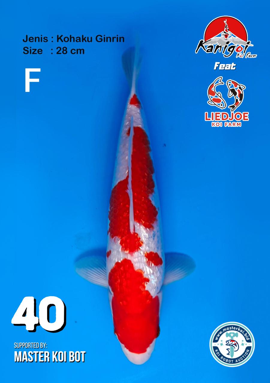Lelang Koi Online, Jual Beli Ikan Koi, Pusat Jual Beli Koi, Info Lelang Koi Hari Ini, Platform Jual Beli Koi, Jual Beli Ikan Koi Online, Marketplace Ikan Koi, Jual Koi Terbaik, Tempat Beli Koi Berkualitas, Pasar Ikan Koi Online Terpercaya, Penjual Ikan Koi Terpercaya, Beli Koi Hias Online, Ikan Koi untuk Dijual, Koi Kualitas Terbaik, Toko Online Ikan Koi, Koi Hias Untuk Dijual, Jual Beli Ikan Koi Lokal, Koi Indonesia Online, Pusat Jual Beli Koi Terbesar