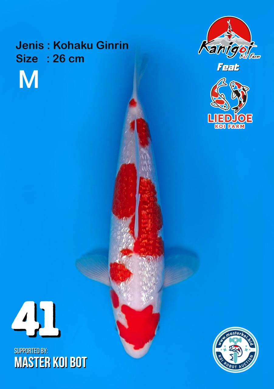 Lelang Koi Online, Jual Beli Ikan Koi, Pusat Jual Beli Koi, Info Lelang Koi Hari Ini, Platform Jual Beli Koi, Jual Beli Ikan Koi Online, Marketplace Ikan Koi, Jual Koi Terbaik, Tempat Beli Koi Berkualitas, Pasar Ikan Koi Online Terpercaya, Penjual Ikan Koi Terpercaya, Beli Koi Hias Online, Ikan Koi untuk Dijual, Koi Kualitas Terbaik, Toko Online Ikan Koi, Koi Hias Untuk Dijual, Jual Beli Ikan Koi Lokal, Koi Indonesia Online, Pusat Jual Beli Koi Terbesar
