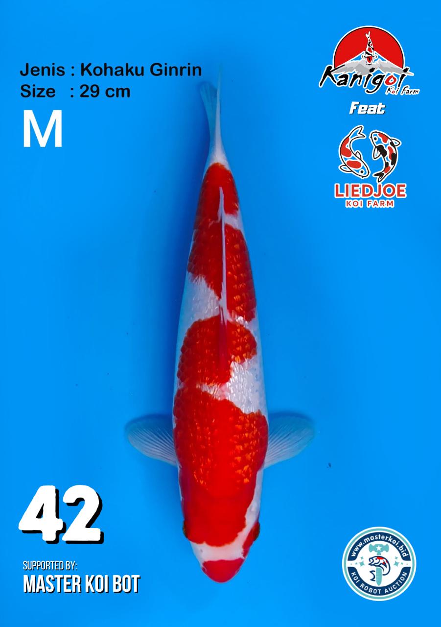 Lelang Koi Online, Jual Beli Ikan Koi, Pusat Jual Beli Koi, Info Lelang Koi Hari Ini, Platform Jual Beli Koi, Jual Beli Ikan Koi Online, Marketplace Ikan Koi, Jual Koi Terbaik, Tempat Beli Koi Berkualitas, Pasar Ikan Koi Online Terpercaya, Penjual Ikan Koi Terpercaya, Beli Koi Hias Online, Ikan Koi untuk Dijual, Koi Kualitas Terbaik, Toko Online Ikan Koi, Koi Hias Untuk Dijual, Jual Beli Ikan Koi Lokal, Koi Indonesia Online, Pusat Jual Beli Koi Terbesar