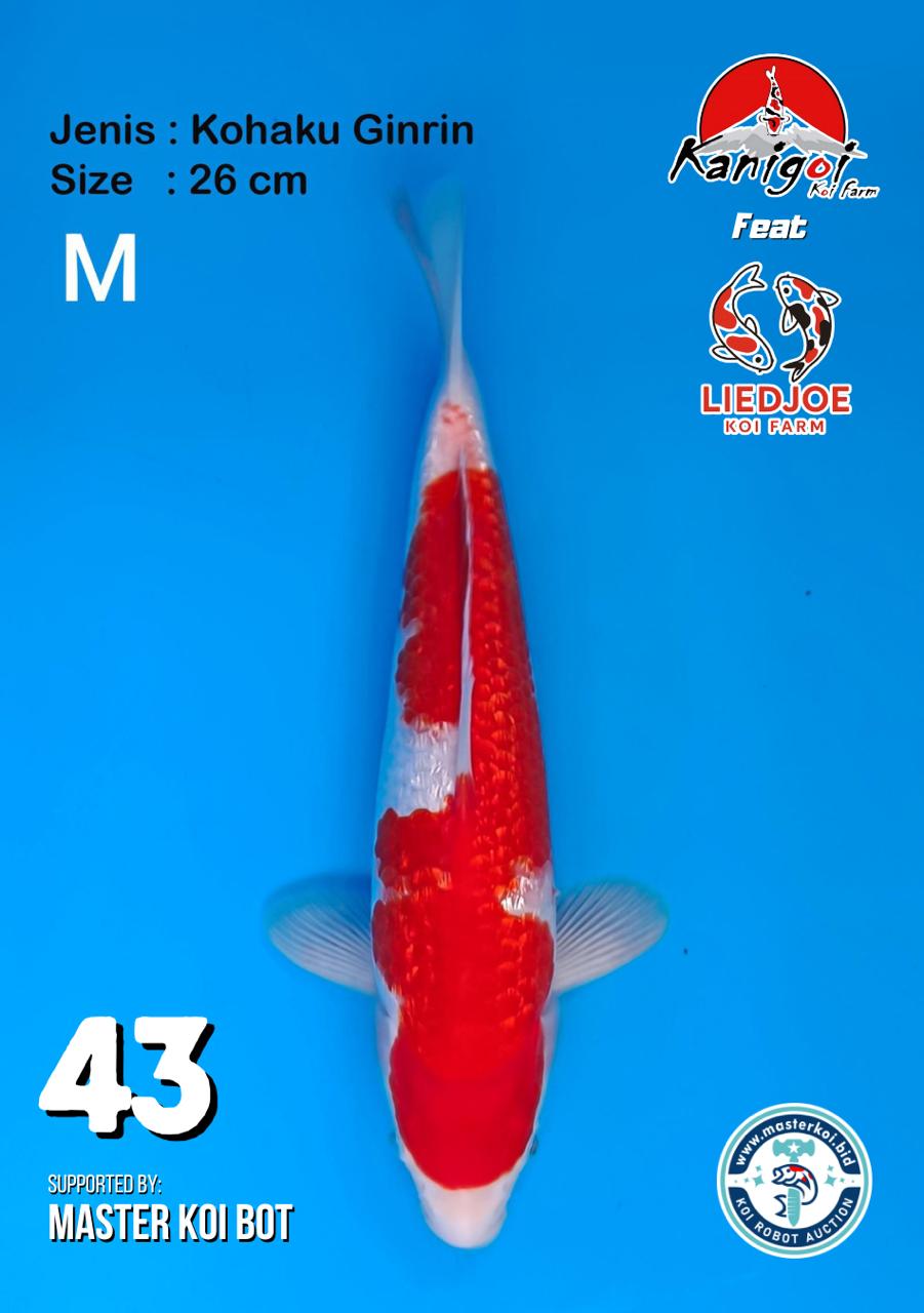 Lelang Koi Online, Jual Beli Ikan Koi, Pusat Jual Beli Koi, Info Lelang Koi Hari Ini, Platform Jual Beli Koi, Jual Beli Ikan Koi Online, Marketplace Ikan Koi, Jual Koi Terbaik, Tempat Beli Koi Berkualitas, Pasar Ikan Koi Online Terpercaya, Penjual Ikan Koi Terpercaya, Beli Koi Hias Online, Ikan Koi untuk Dijual, Koi Kualitas Terbaik, Toko Online Ikan Koi, Koi Hias Untuk Dijual, Jual Beli Ikan Koi Lokal, Koi Indonesia Online, Pusat Jual Beli Koi Terbesar