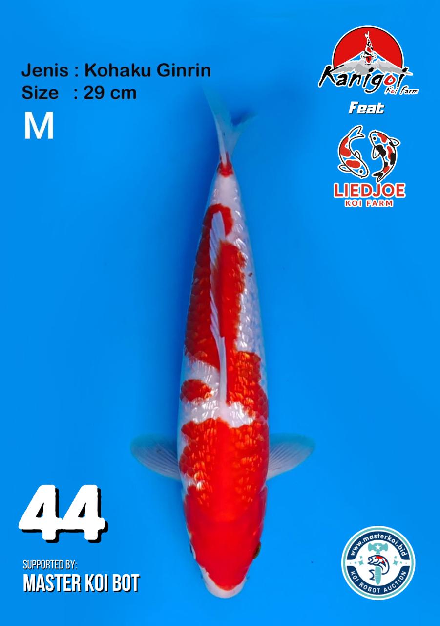 Lelang Koi Online, Jual Beli Ikan Koi, Pusat Jual Beli Koi, Info Lelang Koi Hari Ini, Platform Jual Beli Koi, Jual Beli Ikan Koi Online, Marketplace Ikan Koi, Jual Koi Terbaik, Tempat Beli Koi Berkualitas, Pasar Ikan Koi Online Terpercaya, Penjual Ikan Koi Terpercaya, Beli Koi Hias Online, Ikan Koi untuk Dijual, Koi Kualitas Terbaik, Toko Online Ikan Koi, Koi Hias Untuk Dijual, Jual Beli Ikan Koi Lokal, Koi Indonesia Online, Pusat Jual Beli Koi Terbesar