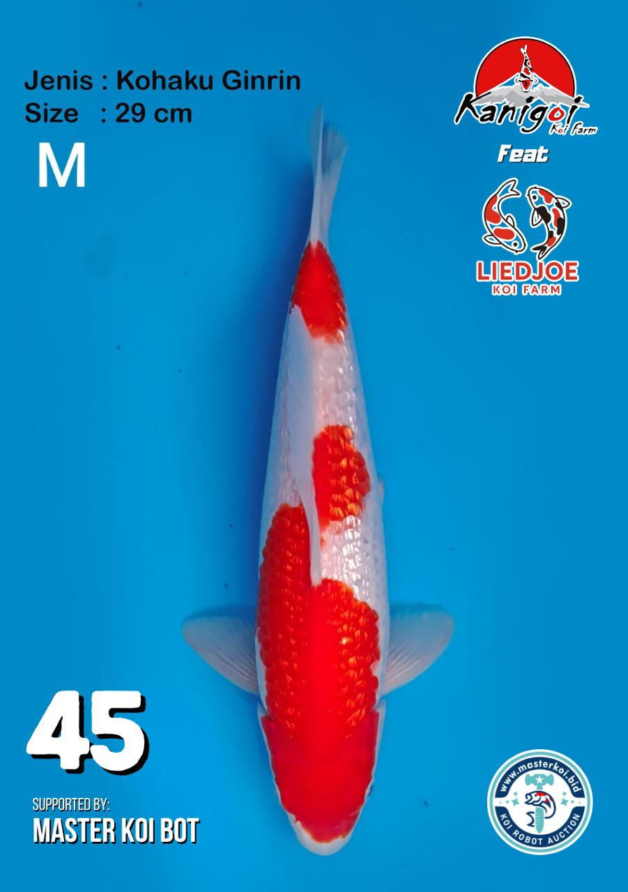 Lelang Koi Online, Jual Beli Ikan Koi, Pusat Jual Beli Koi, Info Lelang Koi Hari Ini, Platform Jual Beli Koi, Jual Beli Ikan Koi Online, Marketplace Ikan Koi, Jual Koi Terbaik, Tempat Beli Koi Berkualitas, Pasar Ikan Koi Online Terpercaya, Penjual Ikan Koi Terpercaya, Beli Koi Hias Online, Ikan Koi untuk Dijual, Koi Kualitas Terbaik, Toko Online Ikan Koi, Koi Hias Untuk Dijual, Jual Beli Ikan Koi Lokal, Koi Indonesia Online, Pusat Jual Beli Koi Terbesar