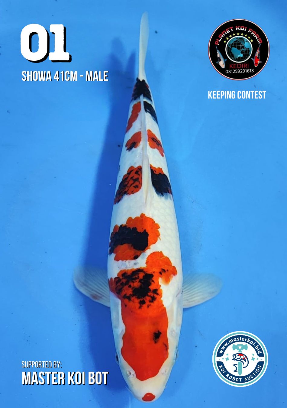 Lelang Koi Online, Jual Beli Ikan Koi, Pusat Jual Beli Koi, Info Lelang Koi Hari Ini, Platform Jual Beli Koi, Jual Beli Ikan Koi Online, Marketplace Ikan Koi, Jual Koi Terbaik, Tempat Beli Koi Berkualitas, Pasar Ikan Koi Online Terpercaya, Penjual Ikan Koi Terpercaya, Beli Koi Hias Online, Ikan Koi untuk Dijual, Koi Kualitas Terbaik, Toko Online Ikan Koi, Koi Hias Untuk Dijual, Jual Beli Ikan Koi Lokal, Koi Indonesia Online, Pusat Jual Beli Koi Terbesar