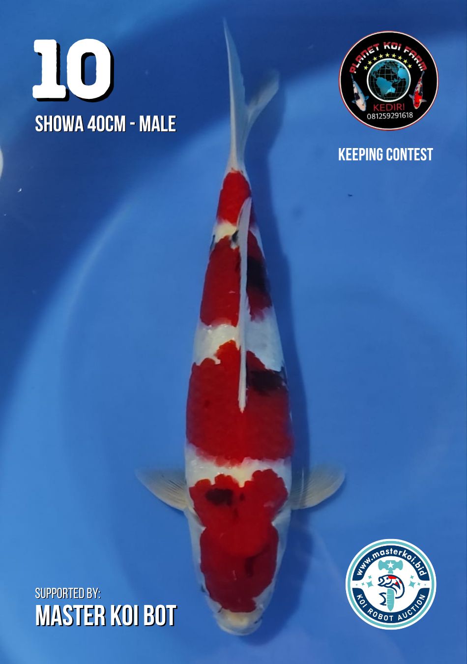 Lelang Koi Online, Jual Beli Ikan Koi, Pusat Jual Beli Koi, Info Lelang Koi Hari Ini, Platform Jual Beli Koi, Jual Beli Ikan Koi Online, Marketplace Ikan Koi, Jual Koi Terbaik, Tempat Beli Koi Berkualitas, Pasar Ikan Koi Online Terpercaya, Penjual Ikan Koi Terpercaya, Beli Koi Hias Online, Ikan Koi untuk Dijual, Koi Kualitas Terbaik, Toko Online Ikan Koi, Koi Hias Untuk Dijual, Jual Beli Ikan Koi Lokal, Koi Indonesia Online, Pusat Jual Beli Koi Terbesar