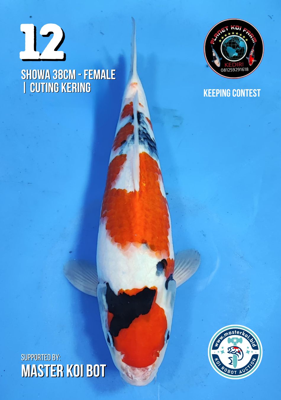 Lelang Koi Online, Jual Beli Ikan Koi, Pusat Jual Beli Koi, Info Lelang Koi Hari Ini, Platform Jual Beli Koi, Jual Beli Ikan Koi Online, Marketplace Ikan Koi, Jual Koi Terbaik, Tempat Beli Koi Berkualitas, Pasar Ikan Koi Online Terpercaya, Penjual Ikan Koi Terpercaya, Beli Koi Hias Online, Ikan Koi untuk Dijual, Koi Kualitas Terbaik, Toko Online Ikan Koi, Koi Hias Untuk Dijual, Jual Beli Ikan Koi Lokal, Koi Indonesia Online, Pusat Jual Beli Koi Terbesar