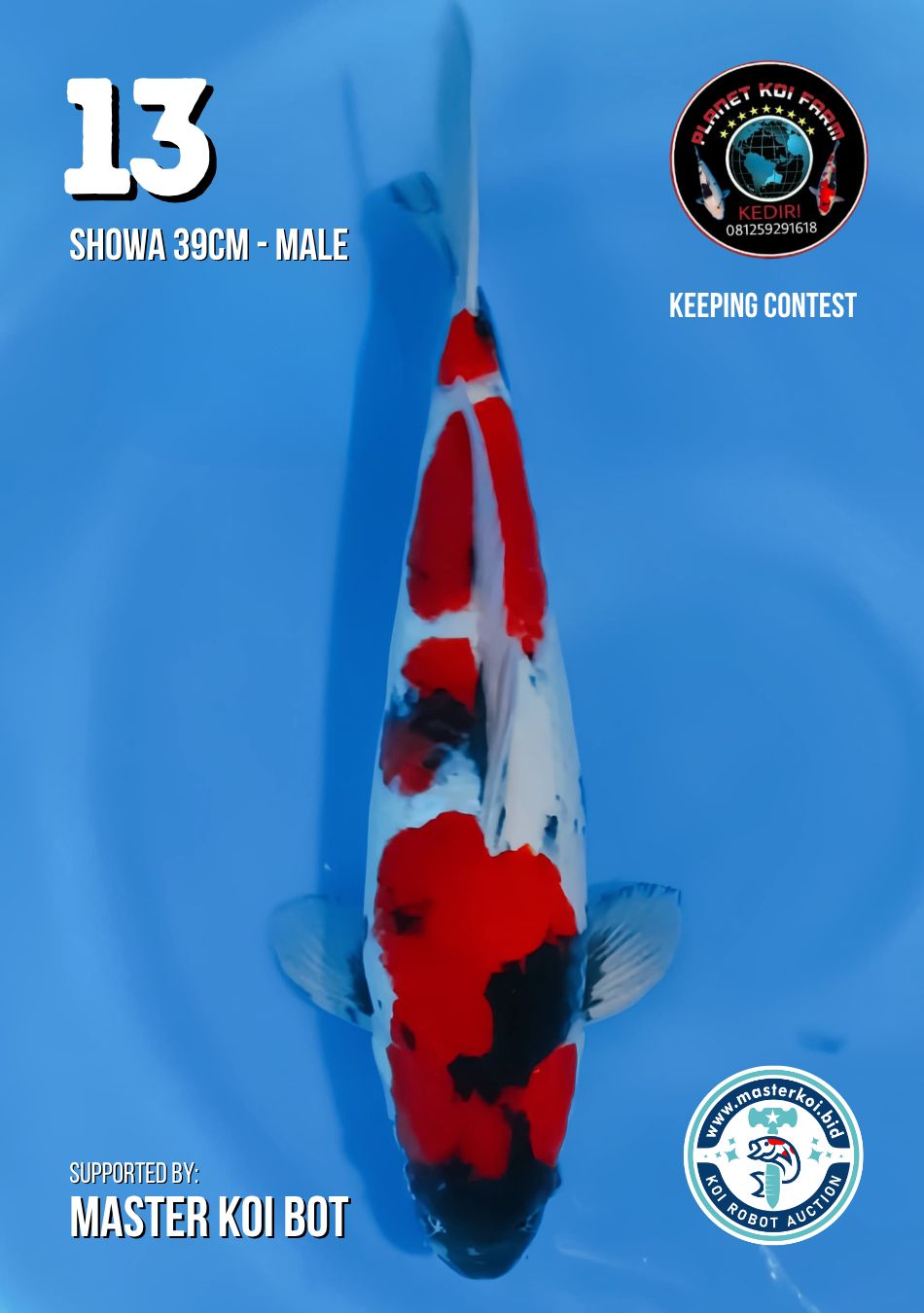Lelang Koi Online, Jual Beli Ikan Koi, Pusat Jual Beli Koi, Info Lelang Koi Hari Ini, Platform Jual Beli Koi, Jual Beli Ikan Koi Online, Marketplace Ikan Koi, Jual Koi Terbaik, Tempat Beli Koi Berkualitas, Pasar Ikan Koi Online Terpercaya, Penjual Ikan Koi Terpercaya, Beli Koi Hias Online, Ikan Koi untuk Dijual, Koi Kualitas Terbaik, Toko Online Ikan Koi, Koi Hias Untuk Dijual, Jual Beli Ikan Koi Lokal, Koi Indonesia Online, Pusat Jual Beli Koi Terbesar