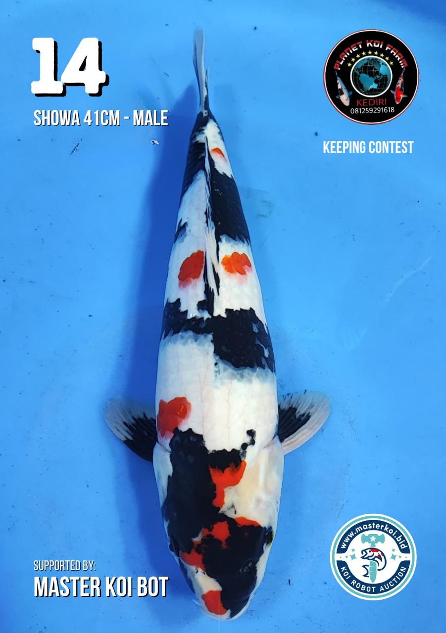 Lelang Koi Online, Jual Beli Ikan Koi, Pusat Jual Beli Koi, Info Lelang Koi Hari Ini, Platform Jual Beli Koi, Jual Beli Ikan Koi Online, Marketplace Ikan Koi, Jual Koi Terbaik, Tempat Beli Koi Berkualitas, Pasar Ikan Koi Online Terpercaya, Penjual Ikan Koi Terpercaya, Beli Koi Hias Online, Ikan Koi untuk Dijual, Koi Kualitas Terbaik, Toko Online Ikan Koi, Koi Hias Untuk Dijual, Jual Beli Ikan Koi Lokal, Koi Indonesia Online, Pusat Jual Beli Koi Terbesar