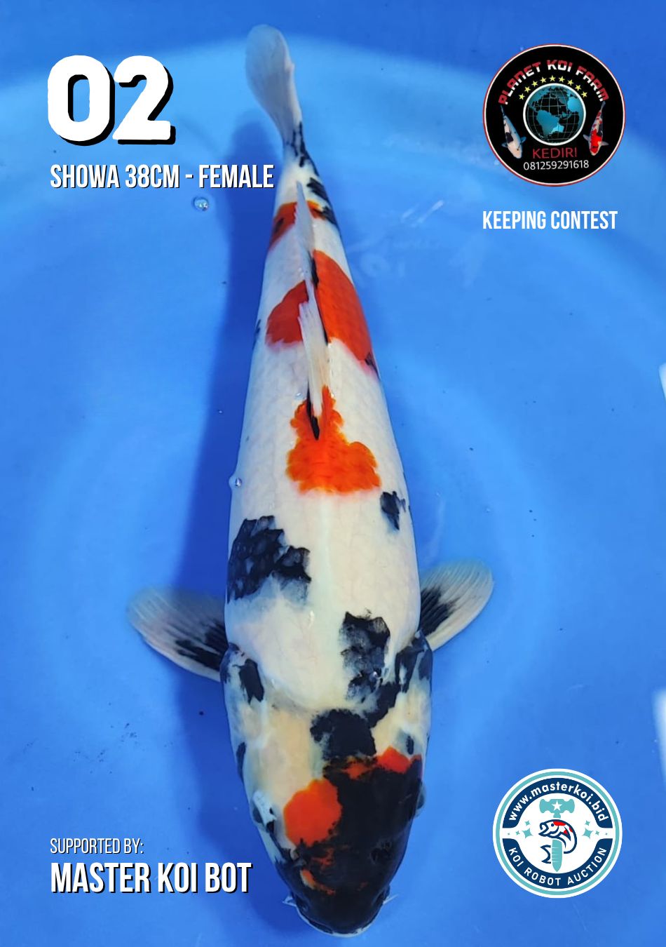 Lelang Koi Online, Jual Beli Ikan Koi, Pusat Jual Beli Koi, Info Lelang Koi Hari Ini, Platform Jual Beli Koi, Jual Beli Ikan Koi Online, Marketplace Ikan Koi, Jual Koi Terbaik, Tempat Beli Koi Berkualitas, Pasar Ikan Koi Online Terpercaya, Penjual Ikan Koi Terpercaya, Beli Koi Hias Online, Ikan Koi untuk Dijual, Koi Kualitas Terbaik, Toko Online Ikan Koi, Koi Hias Untuk Dijual, Jual Beli Ikan Koi Lokal, Koi Indonesia Online, Pusat Jual Beli Koi Terbesar
