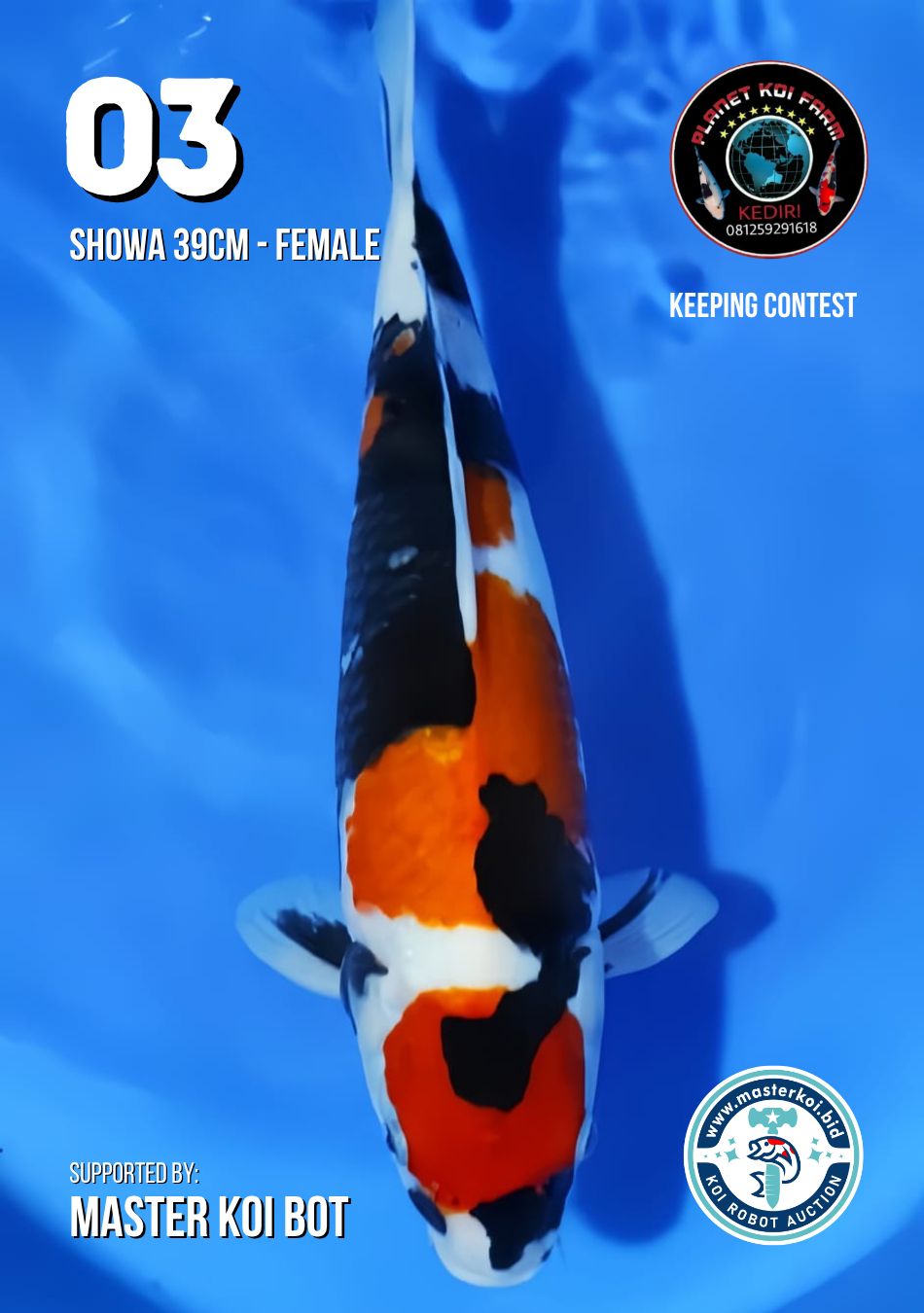 Lelang Koi Online, Jual Beli Ikan Koi, Pusat Jual Beli Koi, Info Lelang Koi Hari Ini, Platform Jual Beli Koi, Jual Beli Ikan Koi Online, Marketplace Ikan Koi, Jual Koi Terbaik, Tempat Beli Koi Berkualitas, Pasar Ikan Koi Online Terpercaya, Penjual Ikan Koi Terpercaya, Beli Koi Hias Online, Ikan Koi untuk Dijual, Koi Kualitas Terbaik, Toko Online Ikan Koi, Koi Hias Untuk Dijual, Jual Beli Ikan Koi Lokal, Koi Indonesia Online, Pusat Jual Beli Koi Terbesar