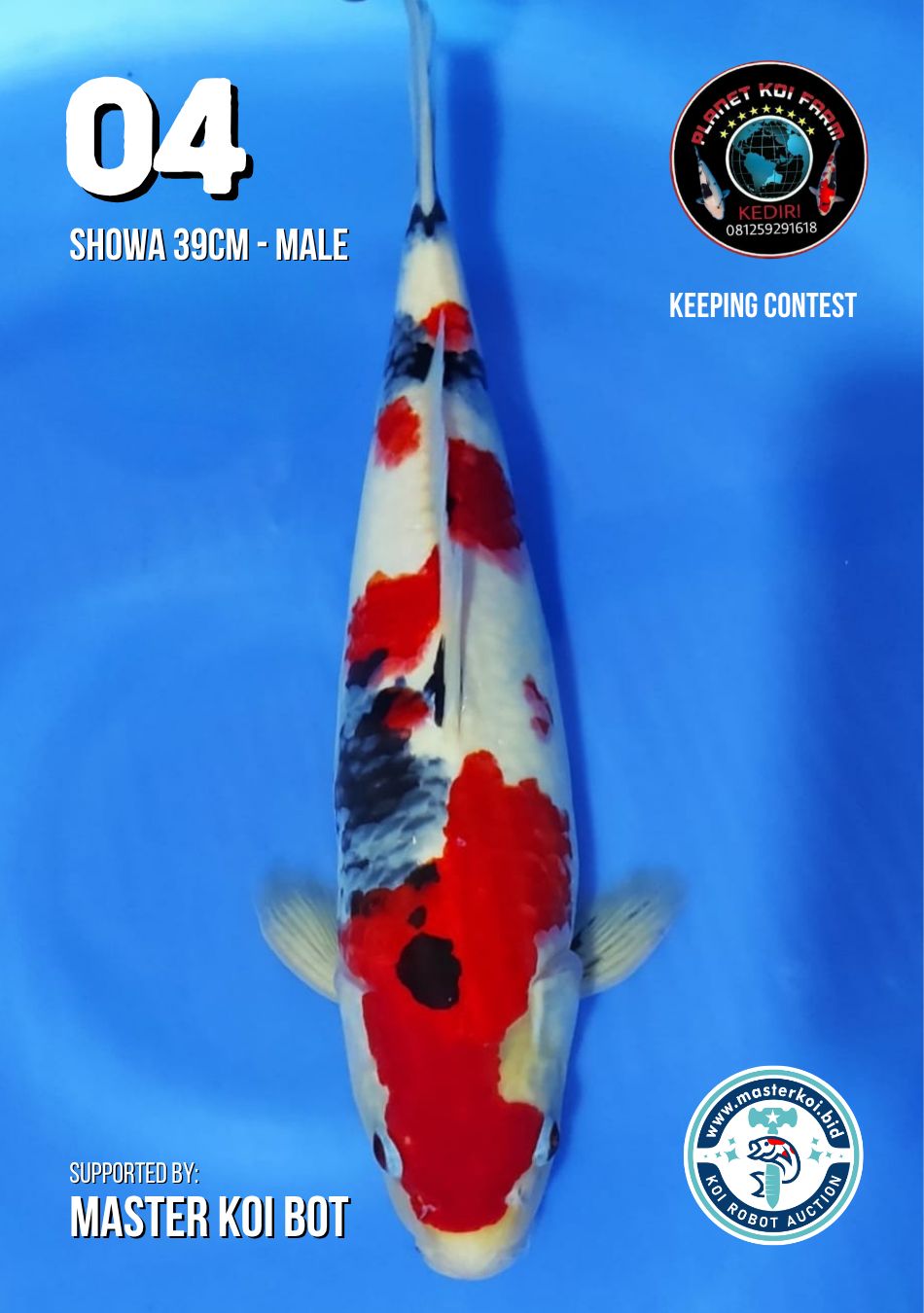 Lelang Koi Online, Jual Beli Ikan Koi, Pusat Jual Beli Koi, Info Lelang Koi Hari Ini, Platform Jual Beli Koi, Jual Beli Ikan Koi Online, Marketplace Ikan Koi, Jual Koi Terbaik, Tempat Beli Koi Berkualitas, Pasar Ikan Koi Online Terpercaya, Penjual Ikan Koi Terpercaya, Beli Koi Hias Online, Ikan Koi untuk Dijual, Koi Kualitas Terbaik, Toko Online Ikan Koi, Koi Hias Untuk Dijual, Jual Beli Ikan Koi Lokal, Koi Indonesia Online, Pusat Jual Beli Koi Terbesar