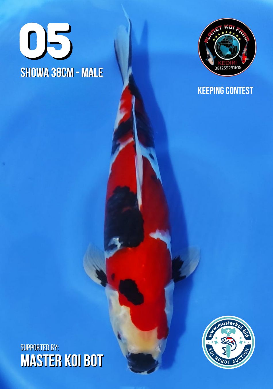 Lelang Koi Online, Jual Beli Ikan Koi, Pusat Jual Beli Koi, Info Lelang Koi Hari Ini, Platform Jual Beli Koi, Jual Beli Ikan Koi Online, Marketplace Ikan Koi, Jual Koi Terbaik, Tempat Beli Koi Berkualitas, Pasar Ikan Koi Online Terpercaya, Penjual Ikan Koi Terpercaya, Beli Koi Hias Online, Ikan Koi untuk Dijual, Koi Kualitas Terbaik, Toko Online Ikan Koi, Koi Hias Untuk Dijual, Jual Beli Ikan Koi Lokal, Koi Indonesia Online, Pusat Jual Beli Koi Terbesar