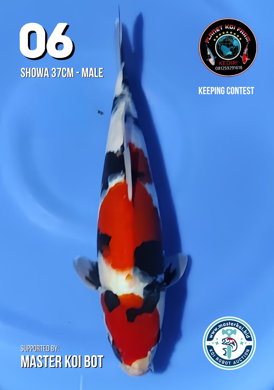 Lelang Koi Online, Jual Beli Ikan Koi, Pusat Jual Beli Koi, Info Lelang Koi Hari Ini, Platform Jual Beli Koi, Jual Beli Ikan Koi Online, Marketplace Ikan Koi, Jual Koi Terbaik, Tempat Beli Koi Berkualitas, Pasar Ikan Koi Online Terpercaya, Penjual Ikan Koi Terpercaya, Beli Koi Hias Online, Ikan Koi untuk Dijual, Koi Kualitas Terbaik, Toko Online Ikan Koi, Koi Hias Untuk Dijual, Jual Beli Ikan Koi Lokal, Koi Indonesia Online, Pusat Jual Beli Koi Terbesar