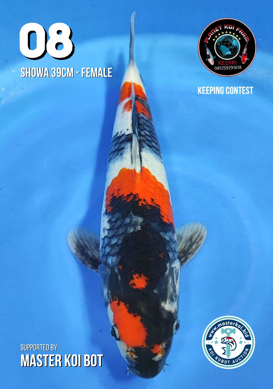 Lelang Koi Online, Jual Beli Ikan Koi, Pusat Jual Beli Koi, Info Lelang Koi Hari Ini, Platform Jual Beli Koi, Jual Beli Ikan Koi Online, Marketplace Ikan Koi, Jual Koi Terbaik, Tempat Beli Koi Berkualitas, Pasar Ikan Koi Online Terpercaya, Penjual Ikan Koi Terpercaya, Beli Koi Hias Online, Ikan Koi untuk Dijual, Koi Kualitas Terbaik, Toko Online Ikan Koi, Koi Hias Untuk Dijual, Jual Beli Ikan Koi Lokal, Koi Indonesia Online, Pusat Jual Beli Koi Terbesar