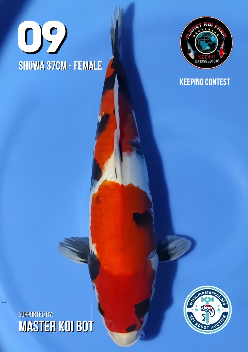 Lelang Koi Online, Jual Beli Ikan Koi, Pusat Jual Beli Koi, Info Lelang Koi Hari Ini, Platform Jual Beli Koi, Jual Beli Ikan Koi Online, Marketplace Ikan Koi, Jual Koi Terbaik, Tempat Beli Koi Berkualitas, Pasar Ikan Koi Online Terpercaya, Penjual Ikan Koi Terpercaya, Beli Koi Hias Online, Ikan Koi untuk Dijual, Koi Kualitas Terbaik, Toko Online Ikan Koi, Koi Hias Untuk Dijual, Jual Beli Ikan Koi Lokal, Koi Indonesia Online, Pusat Jual Beli Koi Terbesar