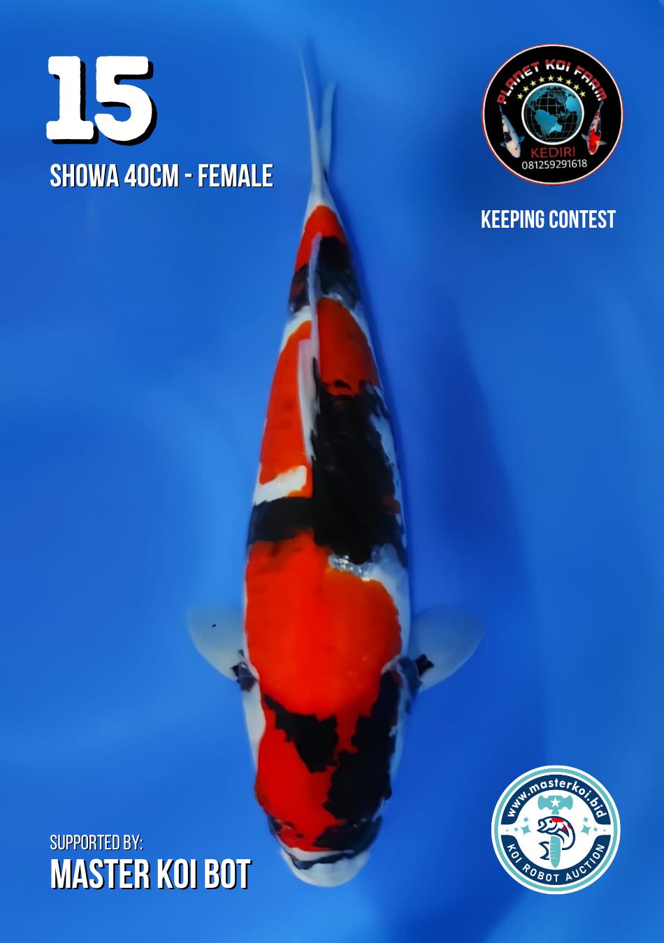 Lelang Koi Online, Jual Beli Ikan Koi, Pusat Jual Beli Koi, Info Lelang Koi Hari Ini, Platform Jual Beli Koi, Jual Beli Ikan Koi Online, Marketplace Ikan Koi, Jual Koi Terbaik, Tempat Beli Koi Berkualitas, Pasar Ikan Koi Online Terpercaya, Penjual Ikan Koi Terpercaya, Beli Koi Hias Online, Ikan Koi untuk Dijual, Koi Kualitas Terbaik, Toko Online Ikan Koi, Koi Hias Untuk Dijual, Jual Beli Ikan Koi Lokal, Koi Indonesia Online, Pusat Jual Beli Koi Terbesar