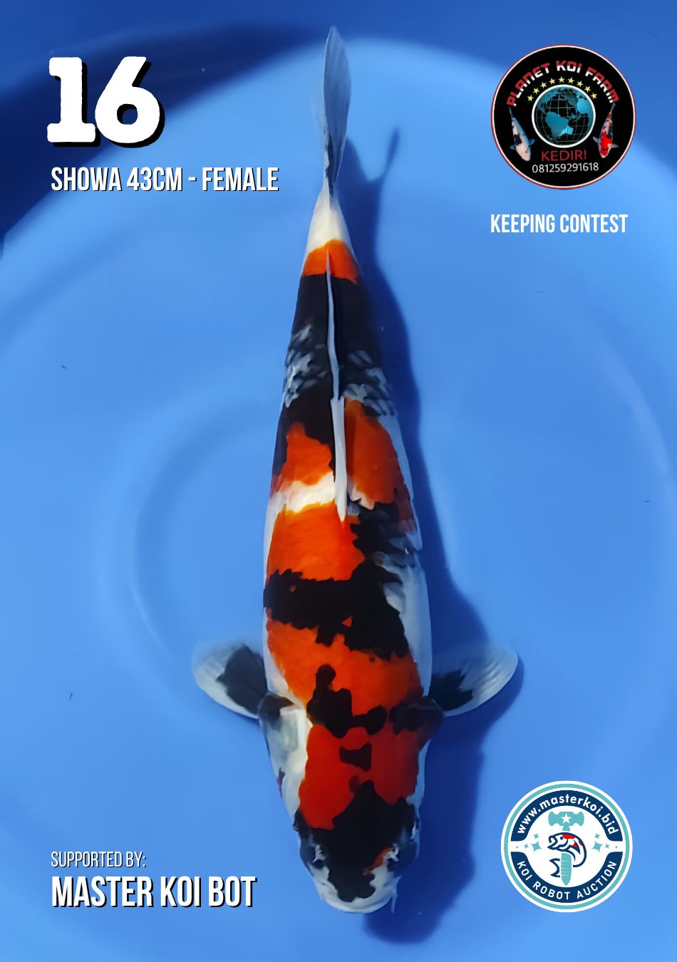 Lelang Koi Online, Jual Beli Ikan Koi, Pusat Jual Beli Koi, Info Lelang Koi Hari Ini, Platform Jual Beli Koi, Jual Beli Ikan Koi Online, Marketplace Ikan Koi, Jual Koi Terbaik, Tempat Beli Koi Berkualitas, Pasar Ikan Koi Online Terpercaya, Penjual Ikan Koi Terpercaya, Beli Koi Hias Online, Ikan Koi untuk Dijual, Koi Kualitas Terbaik, Toko Online Ikan Koi, Koi Hias Untuk Dijual, Jual Beli Ikan Koi Lokal, Koi Indonesia Online, Pusat Jual Beli Koi Terbesar