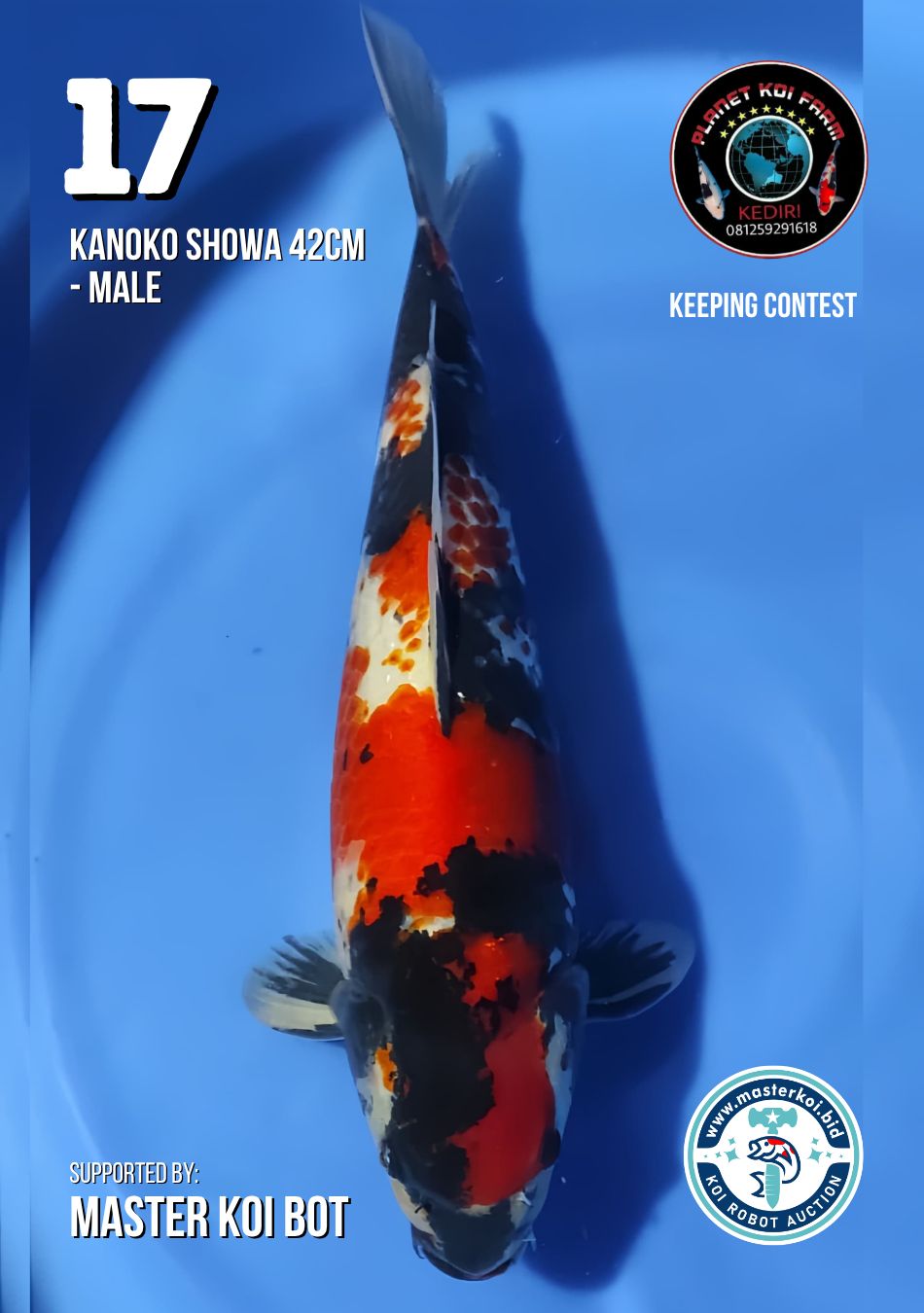 Lelang Koi Online, Jual Beli Ikan Koi, Pusat Jual Beli Koi, Info Lelang Koi Hari Ini, Platform Jual Beli Koi, Jual Beli Ikan Koi Online, Marketplace Ikan Koi, Jual Koi Terbaik, Tempat Beli Koi Berkualitas, Pasar Ikan Koi Online Terpercaya, Penjual Ikan Koi Terpercaya, Beli Koi Hias Online, Ikan Koi untuk Dijual, Koi Kualitas Terbaik, Toko Online Ikan Koi, Koi Hias Untuk Dijual, Jual Beli Ikan Koi Lokal, Koi Indonesia Online, Pusat Jual Beli Koi Terbesar