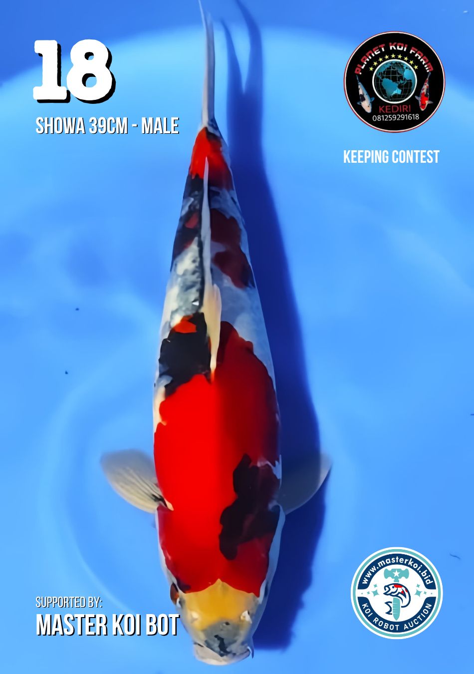 Lelang Koi Online, Jual Beli Ikan Koi, Pusat Jual Beli Koi, Info Lelang Koi Hari Ini, Platform Jual Beli Koi, Jual Beli Ikan Koi Online, Marketplace Ikan Koi, Jual Koi Terbaik, Tempat Beli Koi Berkualitas, Pasar Ikan Koi Online Terpercaya, Penjual Ikan Koi Terpercaya, Beli Koi Hias Online, Ikan Koi untuk Dijual, Koi Kualitas Terbaik, Toko Online Ikan Koi, Koi Hias Untuk Dijual, Jual Beli Ikan Koi Lokal, Koi Indonesia Online, Pusat Jual Beli Koi Terbesar