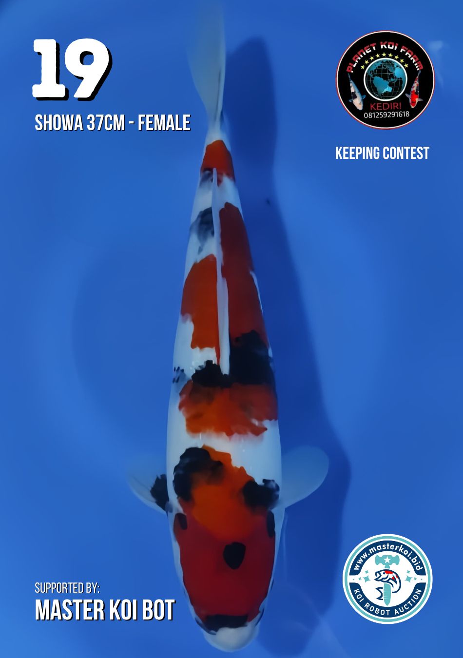Lelang Koi Online, Jual Beli Ikan Koi, Pusat Jual Beli Koi, Info Lelang Koi Hari Ini, Platform Jual Beli Koi, Jual Beli Ikan Koi Online, Marketplace Ikan Koi, Jual Koi Terbaik, Tempat Beli Koi Berkualitas, Pasar Ikan Koi Online Terpercaya, Penjual Ikan Koi Terpercaya, Beli Koi Hias Online, Ikan Koi untuk Dijual, Koi Kualitas Terbaik, Toko Online Ikan Koi, Koi Hias Untuk Dijual, Jual Beli Ikan Koi Lokal, Koi Indonesia Online, Pusat Jual Beli Koi Terbesar