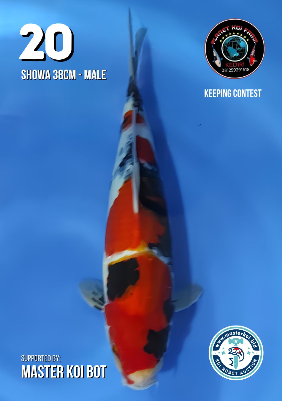 Lelang Koi Online, Jual Beli Ikan Koi, Pusat Jual Beli Koi, Info Lelang Koi Hari Ini, Platform Jual Beli Koi, Jual Beli Ikan Koi Online, Marketplace Ikan Koi, Jual Koi Terbaik, Tempat Beli Koi Berkualitas, Pasar Ikan Koi Online Terpercaya, Penjual Ikan Koi Terpercaya, Beli Koi Hias Online, Ikan Koi untuk Dijual, Koi Kualitas Terbaik, Toko Online Ikan Koi, Koi Hias Untuk Dijual, Jual Beli Ikan Koi Lokal, Koi Indonesia Online, Pusat Jual Beli Koi Terbesar