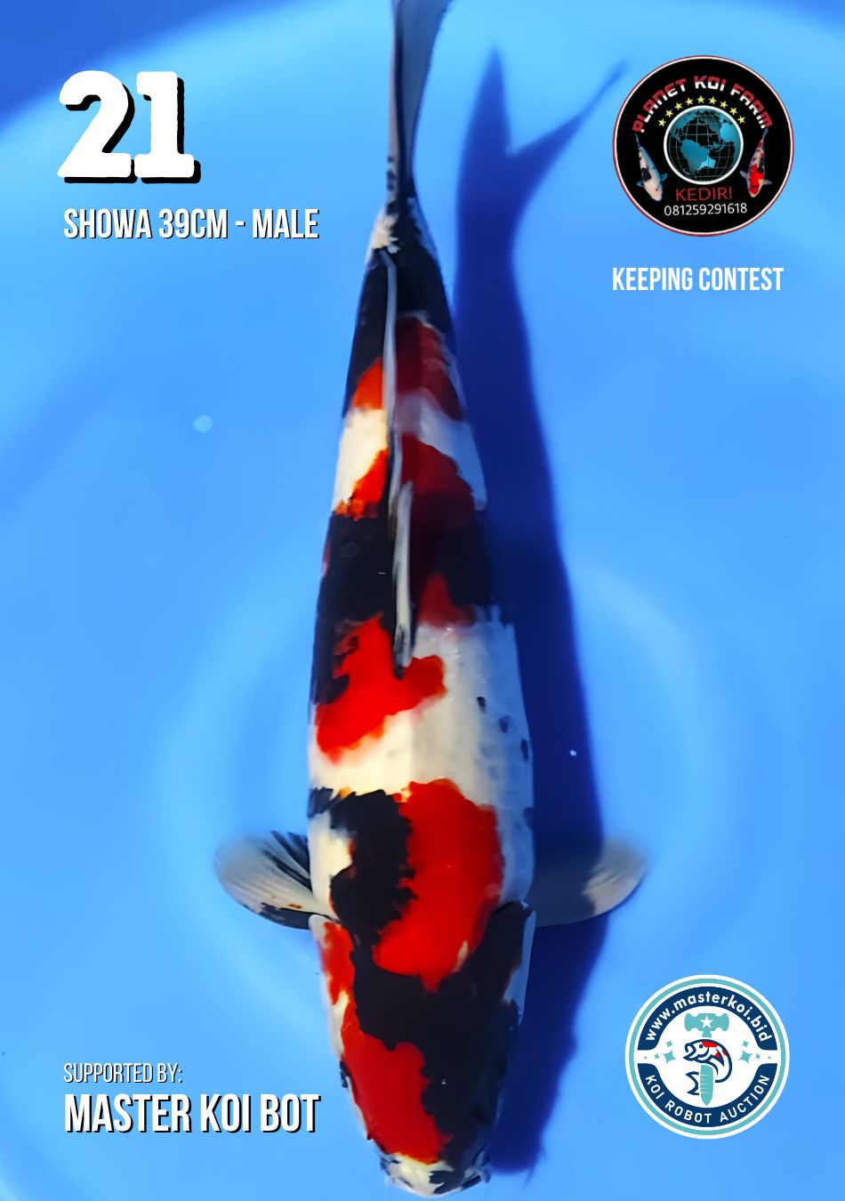 Lelang Koi Online, Jual Beli Ikan Koi, Pusat Jual Beli Koi, Info Lelang Koi Hari Ini, Platform Jual Beli Koi, Jual Beli Ikan Koi Online, Marketplace Ikan Koi, Jual Koi Terbaik, Tempat Beli Koi Berkualitas, Pasar Ikan Koi Online Terpercaya, Penjual Ikan Koi Terpercaya, Beli Koi Hias Online, Ikan Koi untuk Dijual, Koi Kualitas Terbaik, Toko Online Ikan Koi, Koi Hias Untuk Dijual, Jual Beli Ikan Koi Lokal, Koi Indonesia Online, Pusat Jual Beli Koi Terbesar