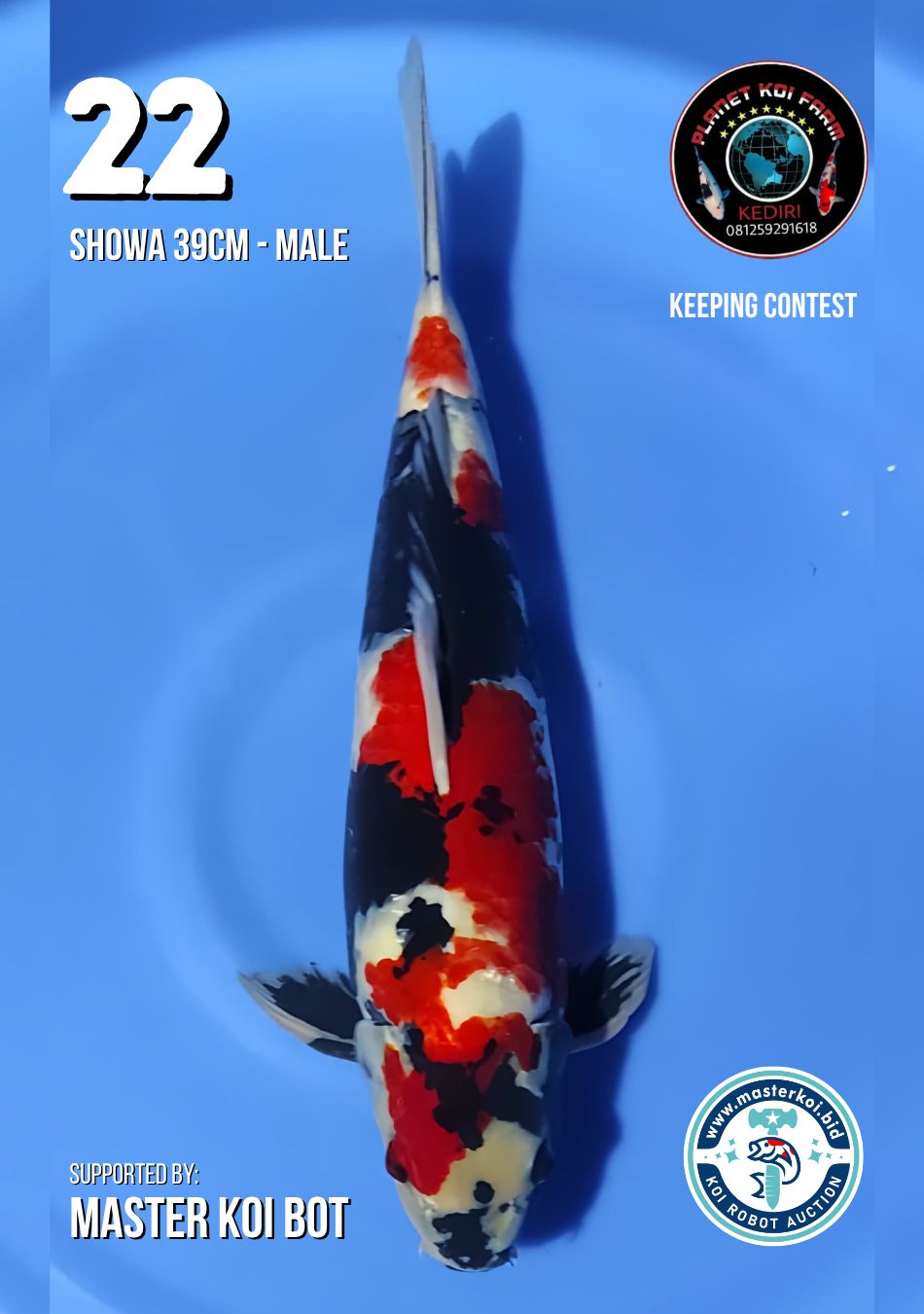 Lelang Koi Online, Jual Beli Ikan Koi, Pusat Jual Beli Koi, Info Lelang Koi Hari Ini, Platform Jual Beli Koi, Jual Beli Ikan Koi Online, Marketplace Ikan Koi, Jual Koi Terbaik, Tempat Beli Koi Berkualitas, Pasar Ikan Koi Online Terpercaya, Penjual Ikan Koi Terpercaya, Beli Koi Hias Online, Ikan Koi untuk Dijual, Koi Kualitas Terbaik, Toko Online Ikan Koi, Koi Hias Untuk Dijual, Jual Beli Ikan Koi Lokal, Koi Indonesia Online, Pusat Jual Beli Koi Terbesar