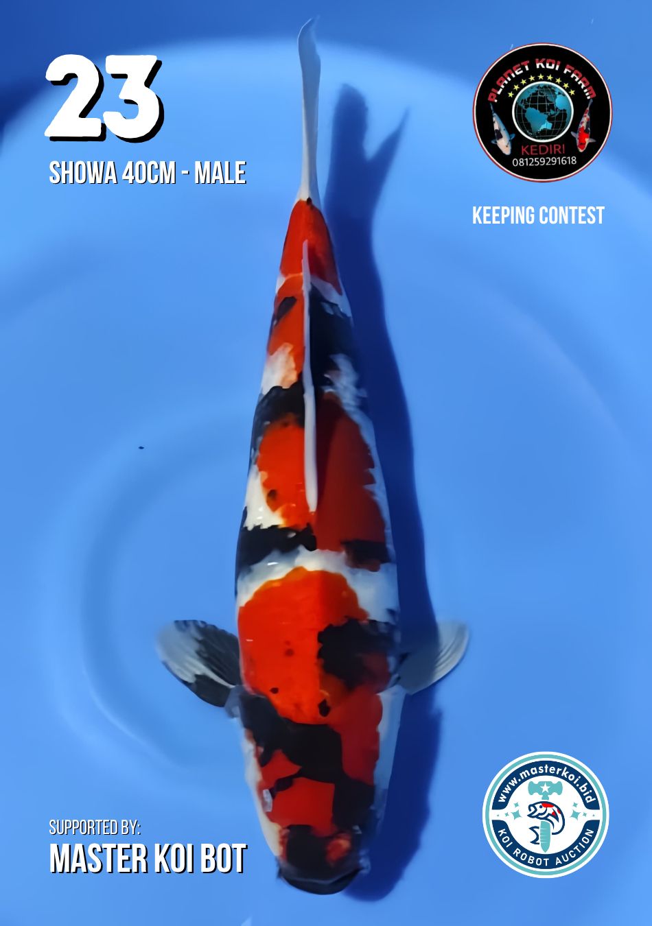 Lelang Koi Online, Jual Beli Ikan Koi, Pusat Jual Beli Koi, Info Lelang Koi Hari Ini, Platform Jual Beli Koi, Jual Beli Ikan Koi Online, Marketplace Ikan Koi, Jual Koi Terbaik, Tempat Beli Koi Berkualitas, Pasar Ikan Koi Online Terpercaya, Penjual Ikan Koi Terpercaya, Beli Koi Hias Online, Ikan Koi untuk Dijual, Koi Kualitas Terbaik, Toko Online Ikan Koi, Koi Hias Untuk Dijual, Jual Beli Ikan Koi Lokal, Koi Indonesia Online, Pusat Jual Beli Koi Terbesar