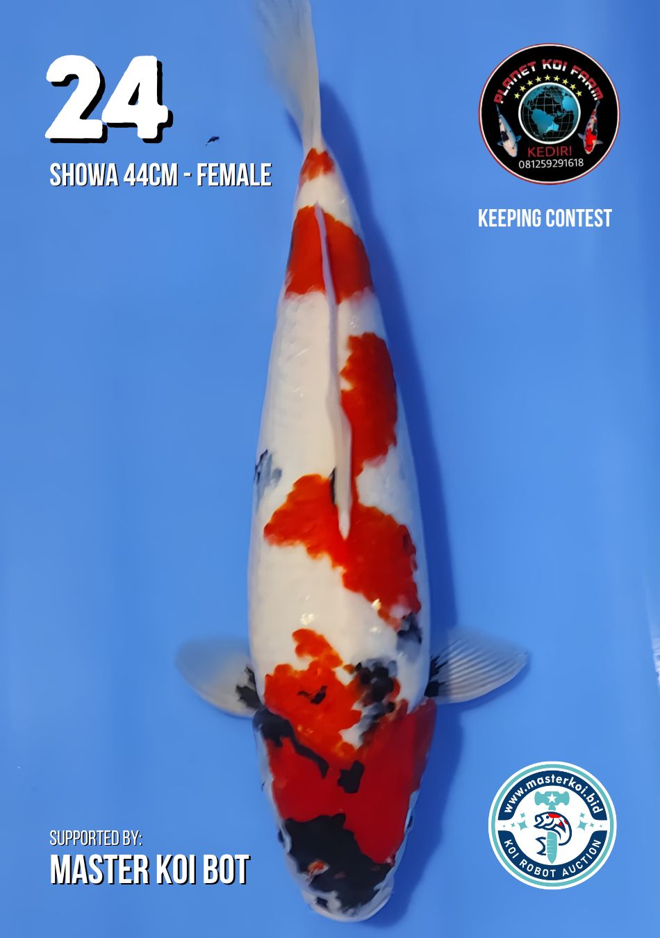 Lelang Koi Online, Jual Beli Ikan Koi, Pusat Jual Beli Koi, Info Lelang Koi Hari Ini, Platform Jual Beli Koi, Jual Beli Ikan Koi Online, Marketplace Ikan Koi, Jual Koi Terbaik, Tempat Beli Koi Berkualitas, Pasar Ikan Koi Online Terpercaya, Penjual Ikan Koi Terpercaya, Beli Koi Hias Online, Ikan Koi untuk Dijual, Koi Kualitas Terbaik, Toko Online Ikan Koi, Koi Hias Untuk Dijual, Jual Beli Ikan Koi Lokal, Koi Indonesia Online, Pusat Jual Beli Koi Terbesar