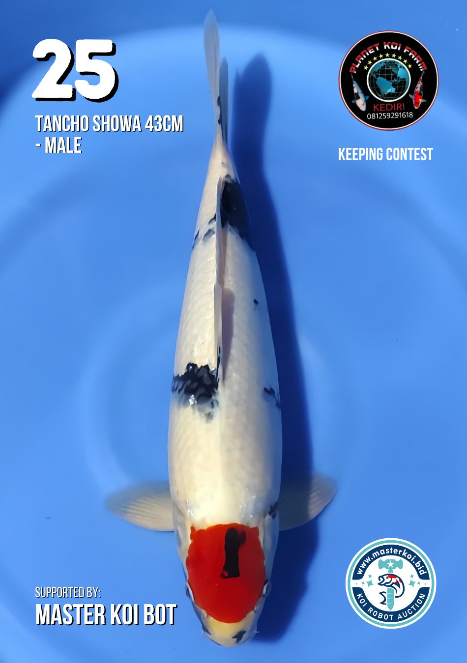Lelang Koi Online, Jual Beli Ikan Koi, Pusat Jual Beli Koi, Info Lelang Koi Hari Ini, Platform Jual Beli Koi, Jual Beli Ikan Koi Online, Marketplace Ikan Koi, Jual Koi Terbaik, Tempat Beli Koi Berkualitas, Pasar Ikan Koi Online Terpercaya, Penjual Ikan Koi Terpercaya, Beli Koi Hias Online, Ikan Koi untuk Dijual, Koi Kualitas Terbaik, Toko Online Ikan Koi, Koi Hias Untuk Dijual, Jual Beli Ikan Koi Lokal, Koi Indonesia Online, Pusat Jual Beli Koi Terbesar