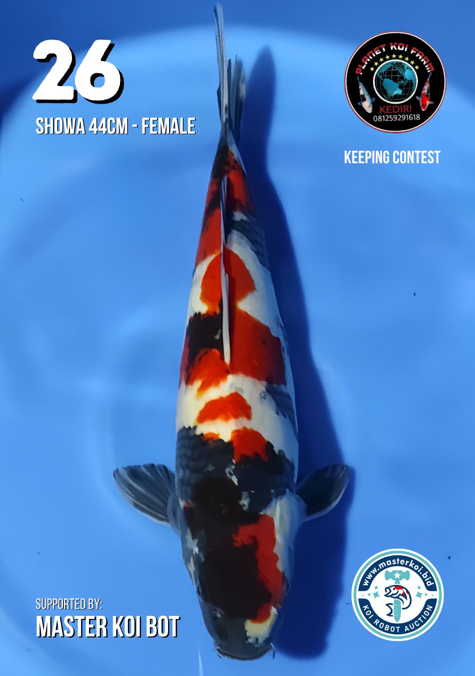 Lelang Koi Online, Jual Beli Ikan Koi, Pusat Jual Beli Koi, Info Lelang Koi Hari Ini, Platform Jual Beli Koi, Jual Beli Ikan Koi Online, Marketplace Ikan Koi, Jual Koi Terbaik, Tempat Beli Koi Berkualitas, Pasar Ikan Koi Online Terpercaya, Penjual Ikan Koi Terpercaya, Beli Koi Hias Online, Ikan Koi untuk Dijual, Koi Kualitas Terbaik, Toko Online Ikan Koi, Koi Hias Untuk Dijual, Jual Beli Ikan Koi Lokal, Koi Indonesia Online, Pusat Jual Beli Koi Terbesar