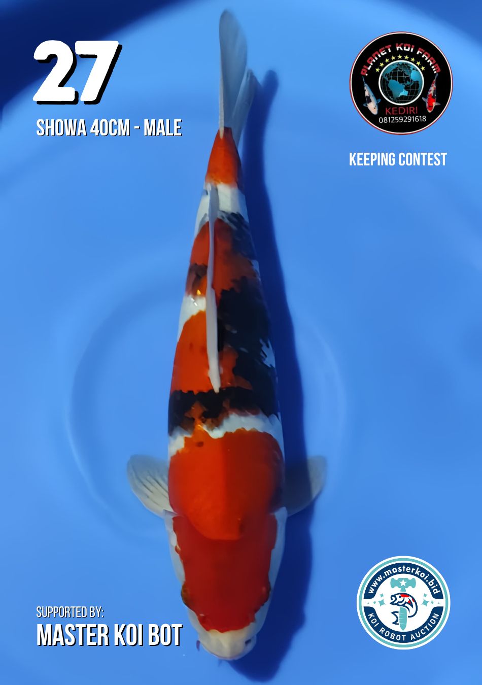 Lelang Koi Online, Jual Beli Ikan Koi, Pusat Jual Beli Koi, Info Lelang Koi Hari Ini, Platform Jual Beli Koi, Jual Beli Ikan Koi Online, Marketplace Ikan Koi, Jual Koi Terbaik, Tempat Beli Koi Berkualitas, Pasar Ikan Koi Online Terpercaya, Penjual Ikan Koi Terpercaya, Beli Koi Hias Online, Ikan Koi untuk Dijual, Koi Kualitas Terbaik, Toko Online Ikan Koi, Koi Hias Untuk Dijual, Jual Beli Ikan Koi Lokal, Koi Indonesia Online, Pusat Jual Beli Koi Terbesar