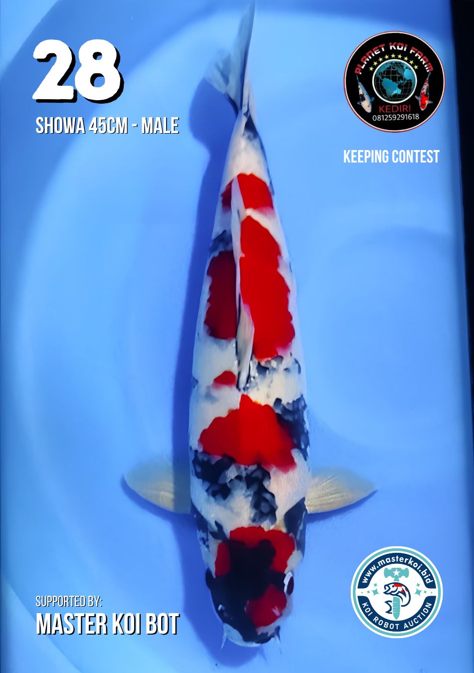 Lelang Koi Online, Jual Beli Ikan Koi, Pusat Jual Beli Koi, Info Lelang Koi Hari Ini, Platform Jual Beli Koi, Jual Beli Ikan Koi Online, Marketplace Ikan Koi, Jual Koi Terbaik, Tempat Beli Koi Berkualitas, Pasar Ikan Koi Online Terpercaya, Penjual Ikan Koi Terpercaya, Beli Koi Hias Online, Ikan Koi untuk Dijual, Koi Kualitas Terbaik, Toko Online Ikan Koi, Koi Hias Untuk Dijual, Jual Beli Ikan Koi Lokal, Koi Indonesia Online, Pusat Jual Beli Koi Terbesar