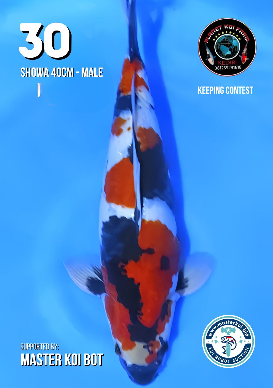 Lelang Koi Online, Jual Beli Ikan Koi, Pusat Jual Beli Koi, Info Lelang Koi Hari Ini, Platform Jual Beli Koi, Jual Beli Ikan Koi Online, Marketplace Ikan Koi, Jual Koi Terbaik, Tempat Beli Koi Berkualitas, Pasar Ikan Koi Online Terpercaya, Penjual Ikan Koi Terpercaya, Beli Koi Hias Online, Ikan Koi untuk Dijual, Koi Kualitas Terbaik, Toko Online Ikan Koi, Koi Hias Untuk Dijual, Jual Beli Ikan Koi Lokal, Koi Indonesia Online, Pusat Jual Beli Koi Terbesar