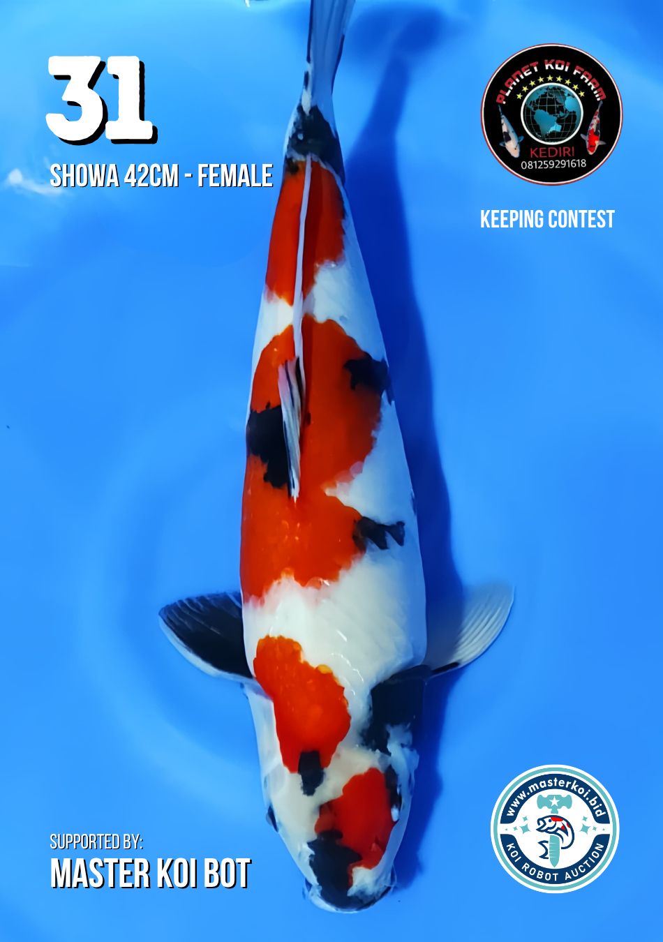 Lelang Koi Online, Jual Beli Ikan Koi, Pusat Jual Beli Koi, Info Lelang Koi Hari Ini, Platform Jual Beli Koi, Jual Beli Ikan Koi Online, Marketplace Ikan Koi, Jual Koi Terbaik, Tempat Beli Koi Berkualitas, Pasar Ikan Koi Online Terpercaya, Penjual Ikan Koi Terpercaya, Beli Koi Hias Online, Ikan Koi untuk Dijual, Koi Kualitas Terbaik, Toko Online Ikan Koi, Koi Hias Untuk Dijual, Jual Beli Ikan Koi Lokal, Koi Indonesia Online, Pusat Jual Beli Koi Terbesar
