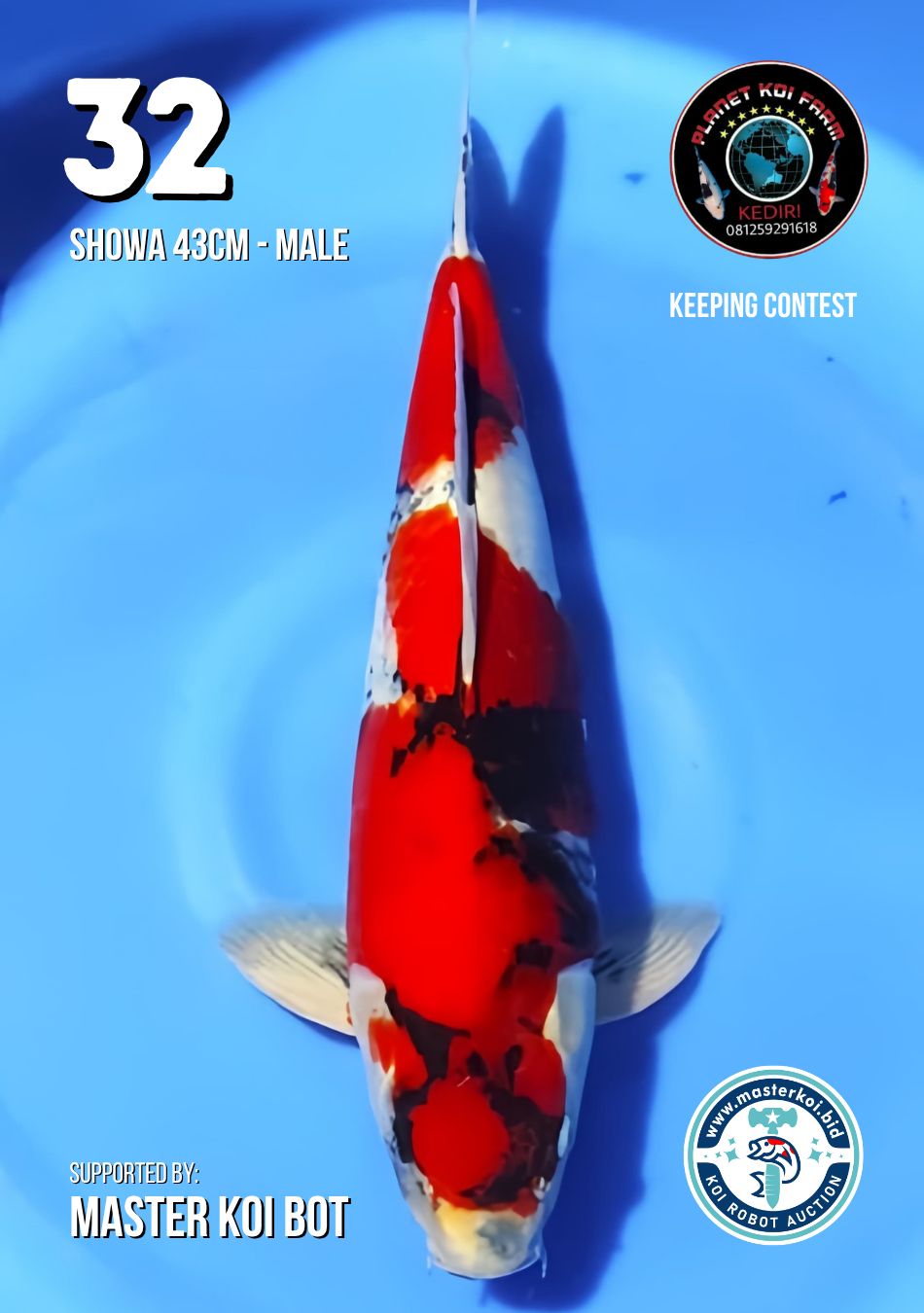 Lelang Koi Online, Jual Beli Ikan Koi, Pusat Jual Beli Koi, Info Lelang Koi Hari Ini, Platform Jual Beli Koi, Jual Beli Ikan Koi Online, Marketplace Ikan Koi, Jual Koi Terbaik, Tempat Beli Koi Berkualitas, Pasar Ikan Koi Online Terpercaya, Penjual Ikan Koi Terpercaya, Beli Koi Hias Online, Ikan Koi untuk Dijual, Koi Kualitas Terbaik, Toko Online Ikan Koi, Koi Hias Untuk Dijual, Jual Beli Ikan Koi Lokal, Koi Indonesia Online, Pusat Jual Beli Koi Terbesar