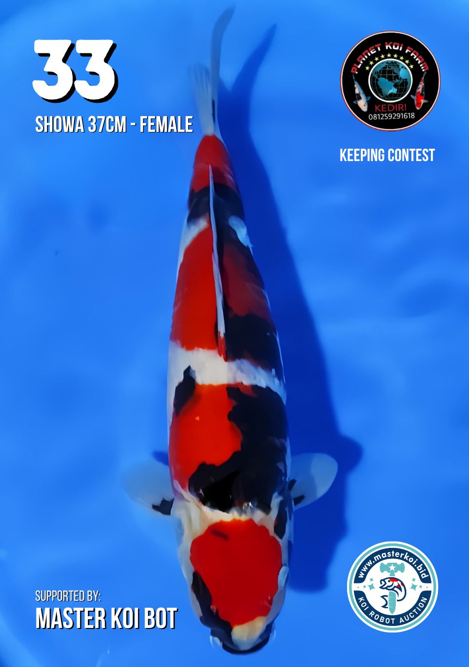 Lelang Koi Online, Jual Beli Ikan Koi, Pusat Jual Beli Koi, Info Lelang Koi Hari Ini, Platform Jual Beli Koi, Jual Beli Ikan Koi Online, Marketplace Ikan Koi, Jual Koi Terbaik, Tempat Beli Koi Berkualitas, Pasar Ikan Koi Online Terpercaya, Penjual Ikan Koi Terpercaya, Beli Koi Hias Online, Ikan Koi untuk Dijual, Koi Kualitas Terbaik, Toko Online Ikan Koi, Koi Hias Untuk Dijual, Jual Beli Ikan Koi Lokal, Koi Indonesia Online, Pusat Jual Beli Koi Terbesar